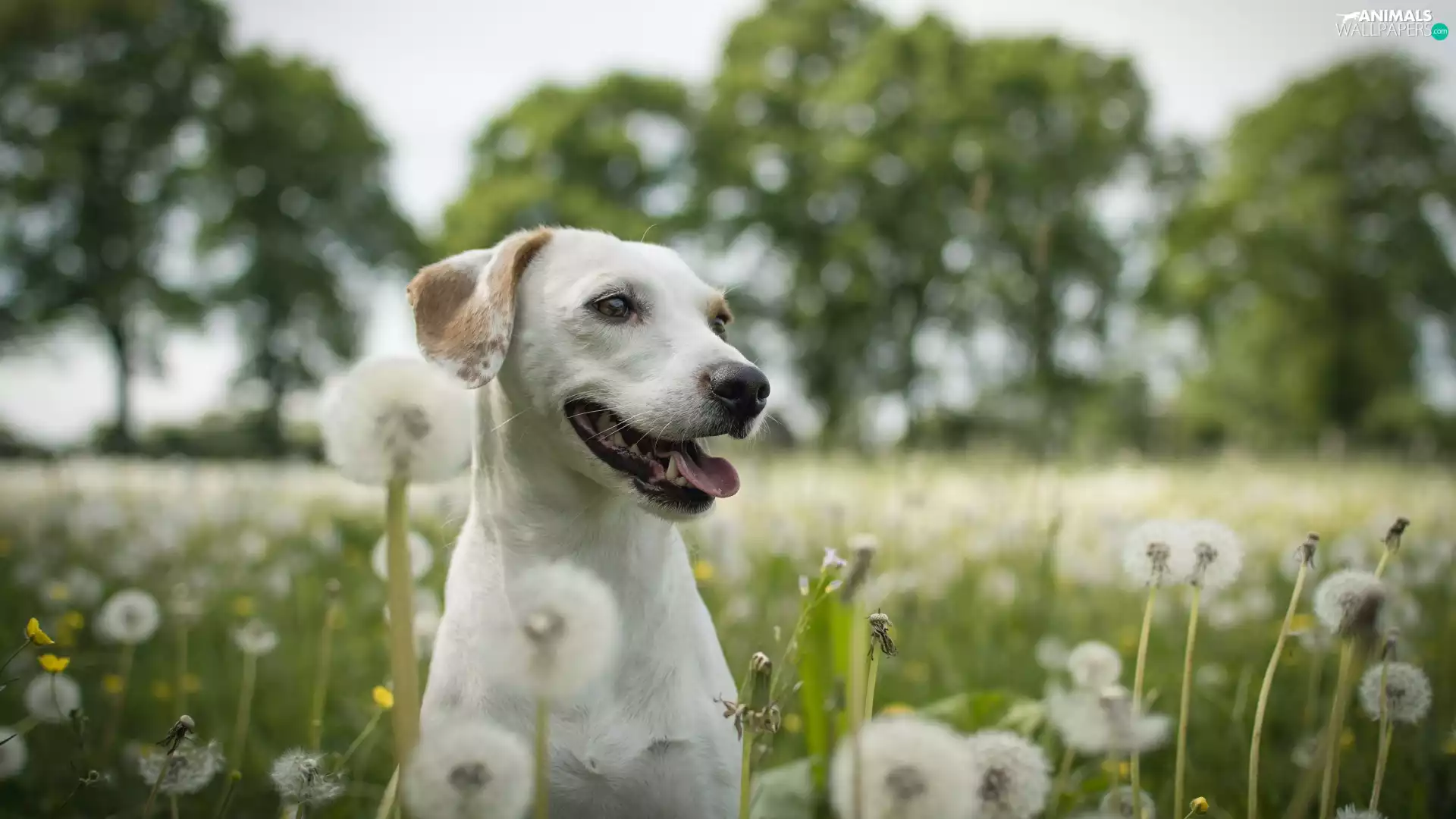 dog, summer, dandelions, Labrador Retriever