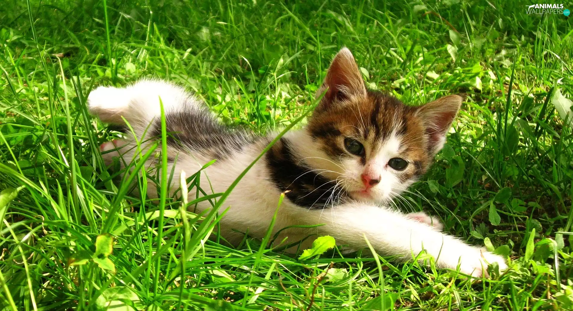 summer, cat, grass