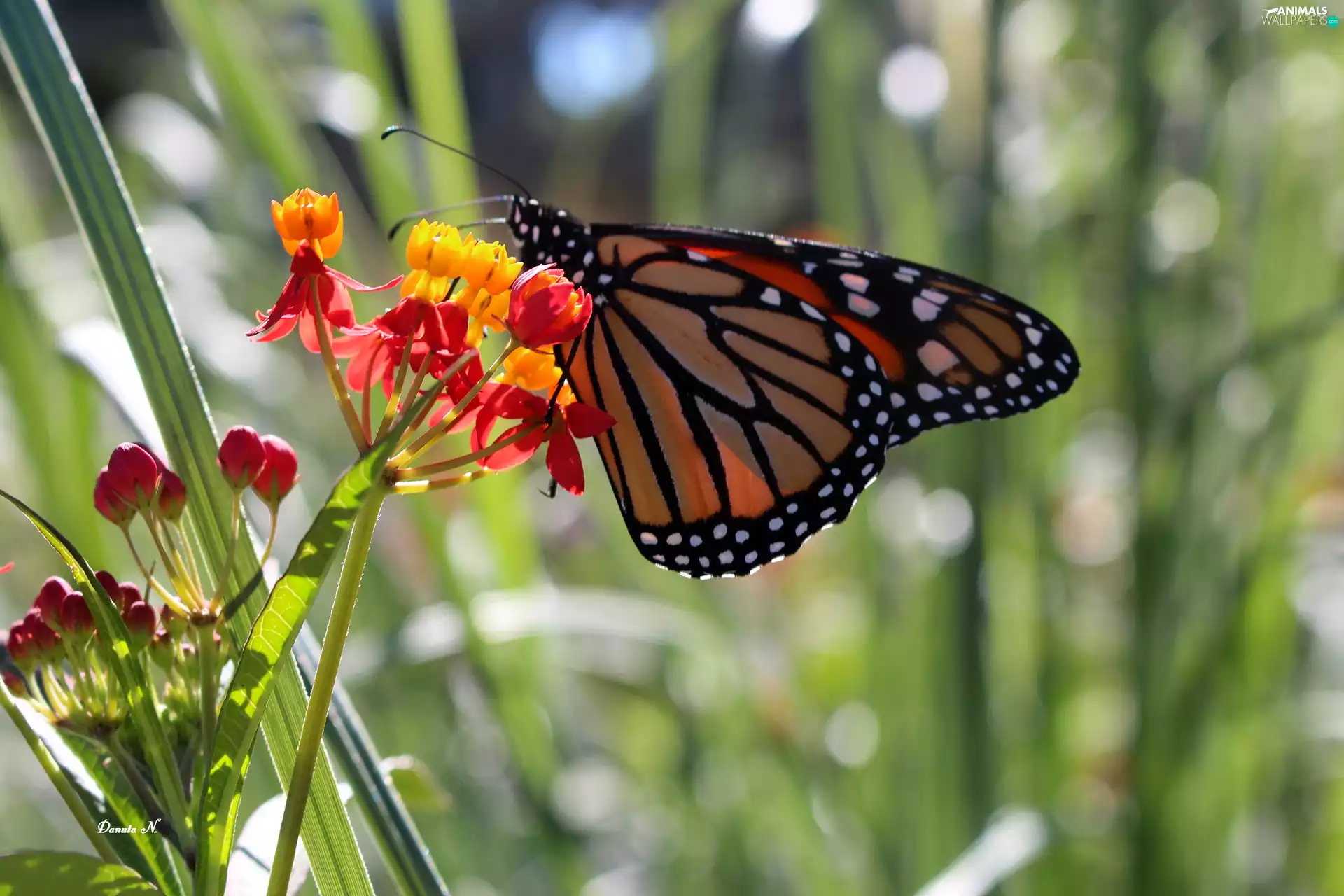 Garden, summer, Monarch, Flowers, butterfly