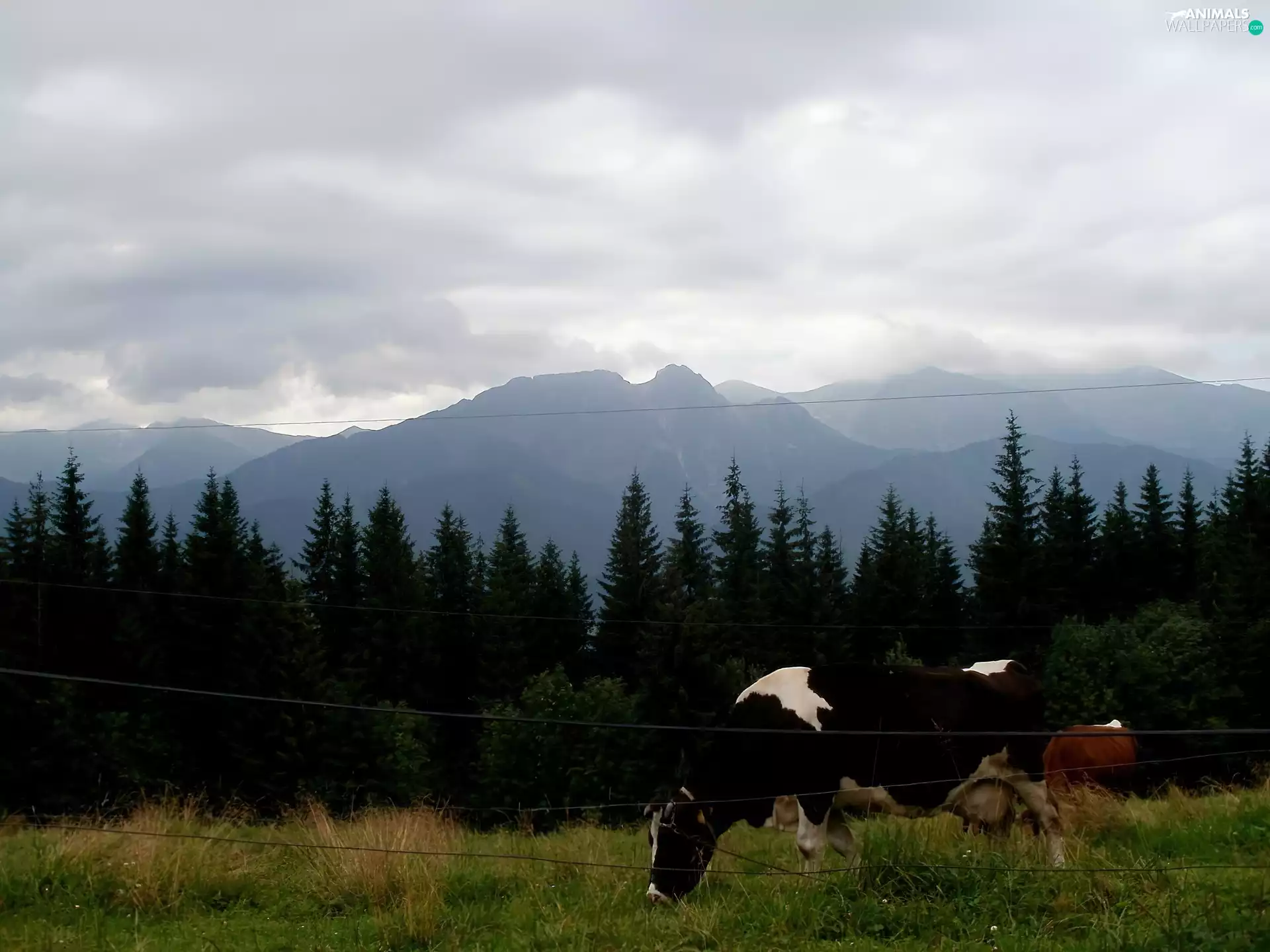Mountains, Cow, Meadow, summer