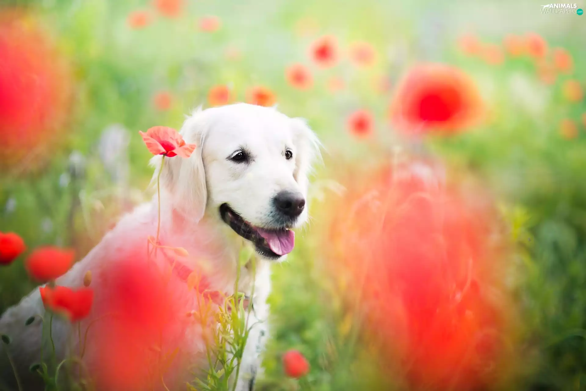 summer, dog, papavers