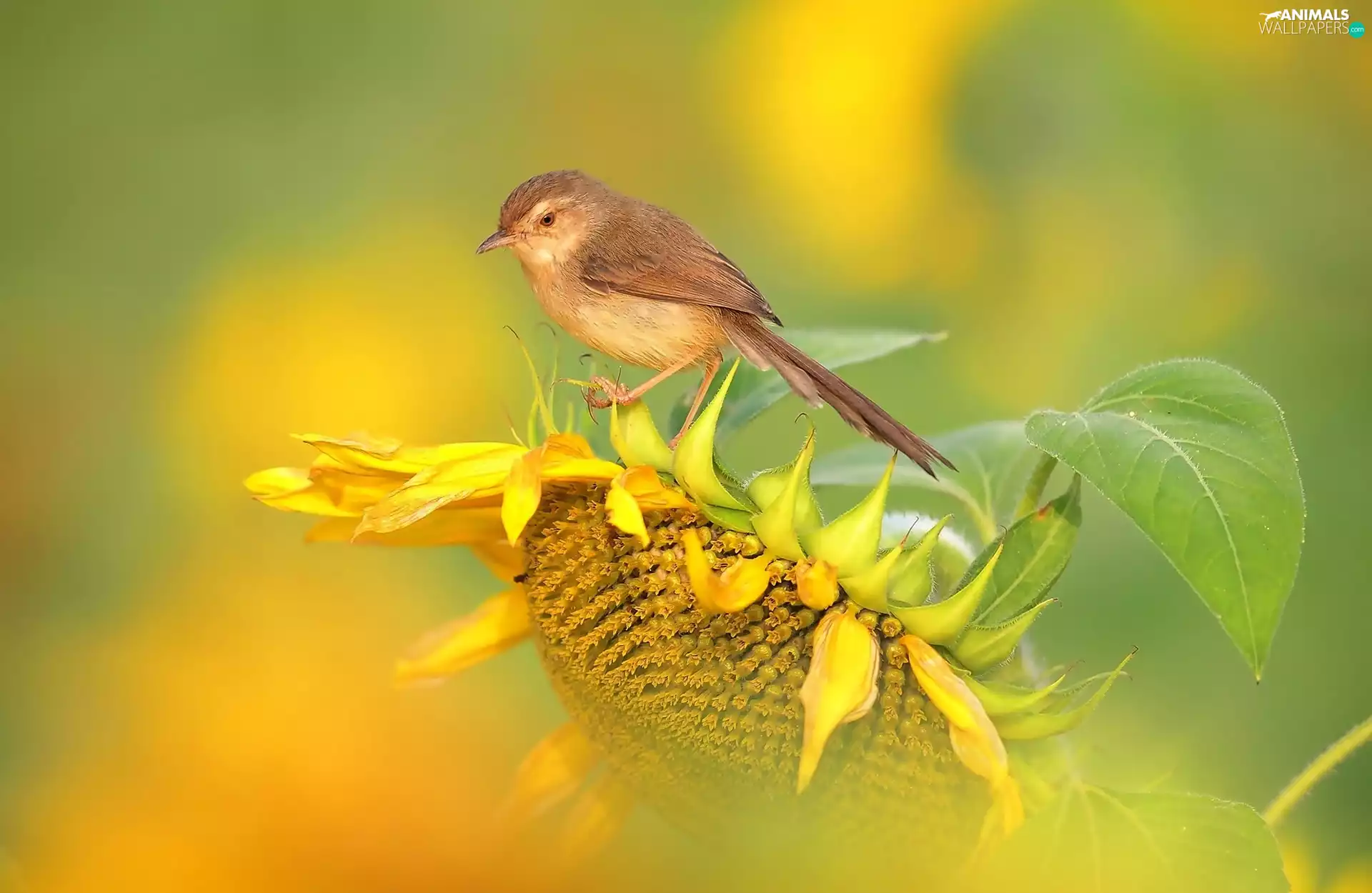 summer, birdies, Sunflower