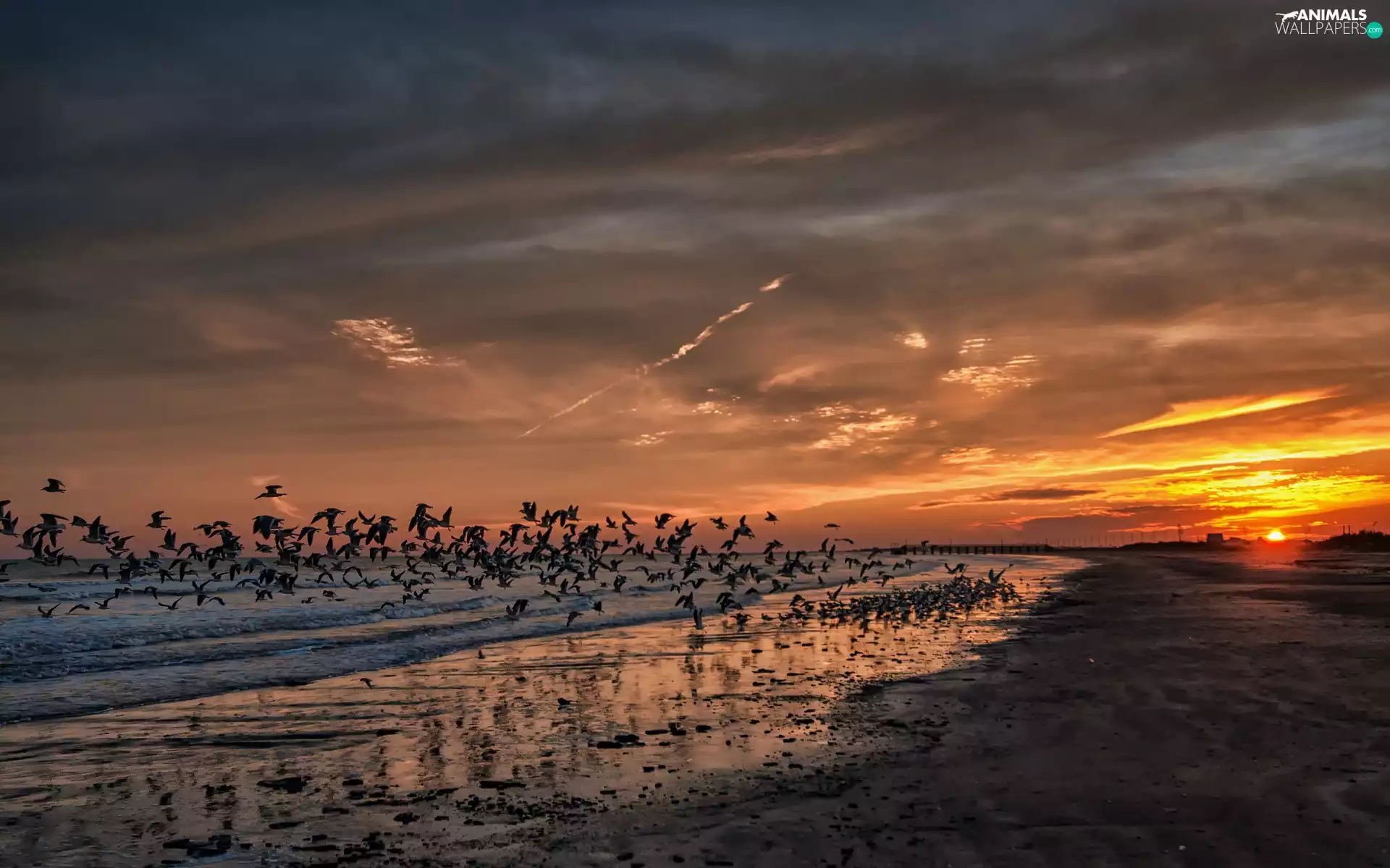 birds, Coast, west, sun, pier, Beaches