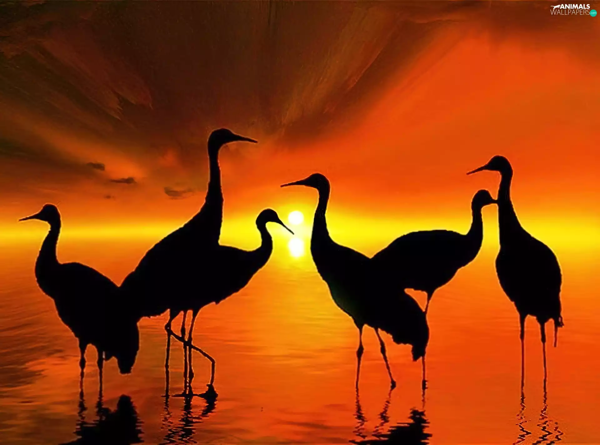 Setting Sun, birds, cranes, silhouettes