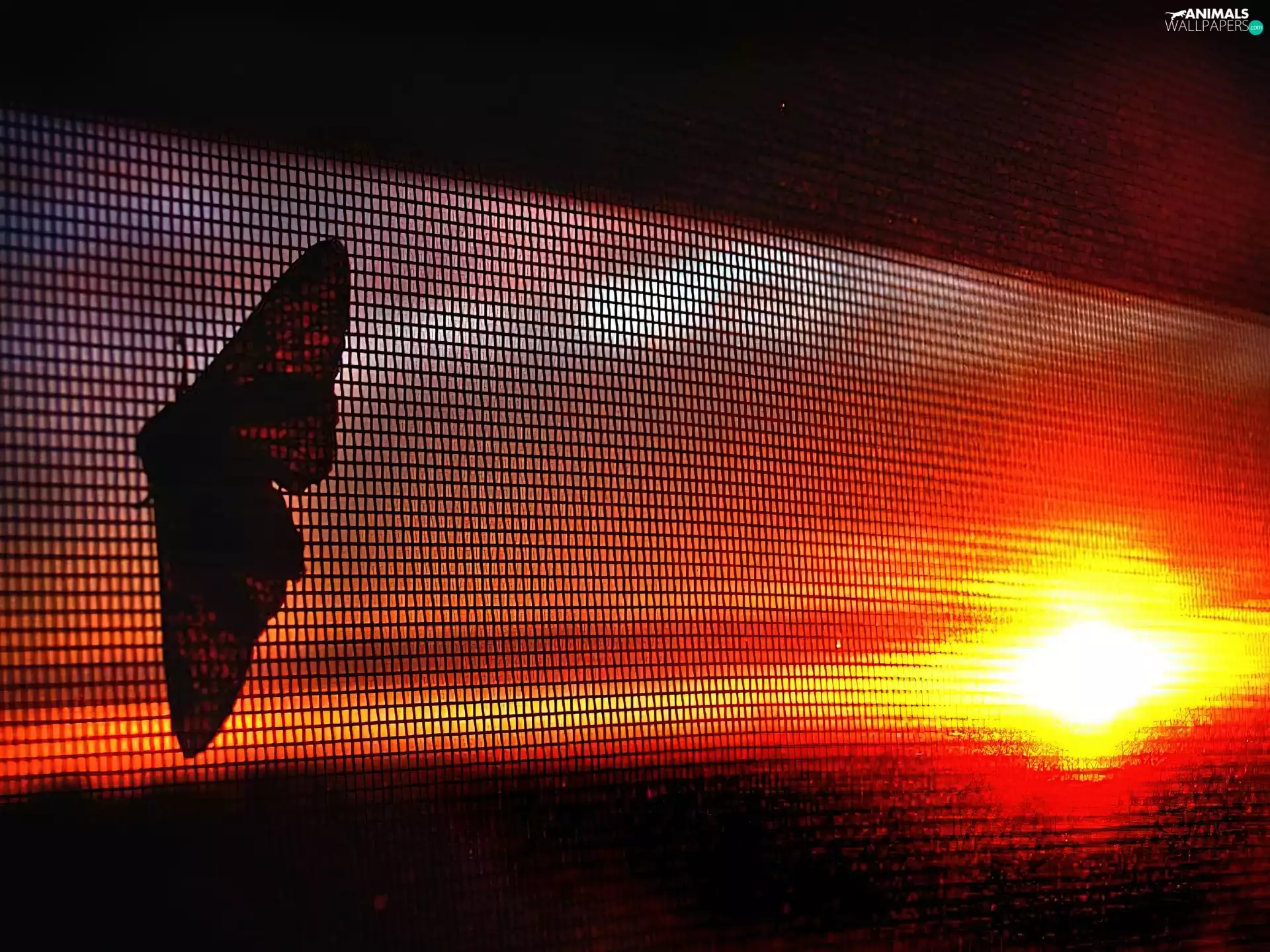 sun, net, butterfly