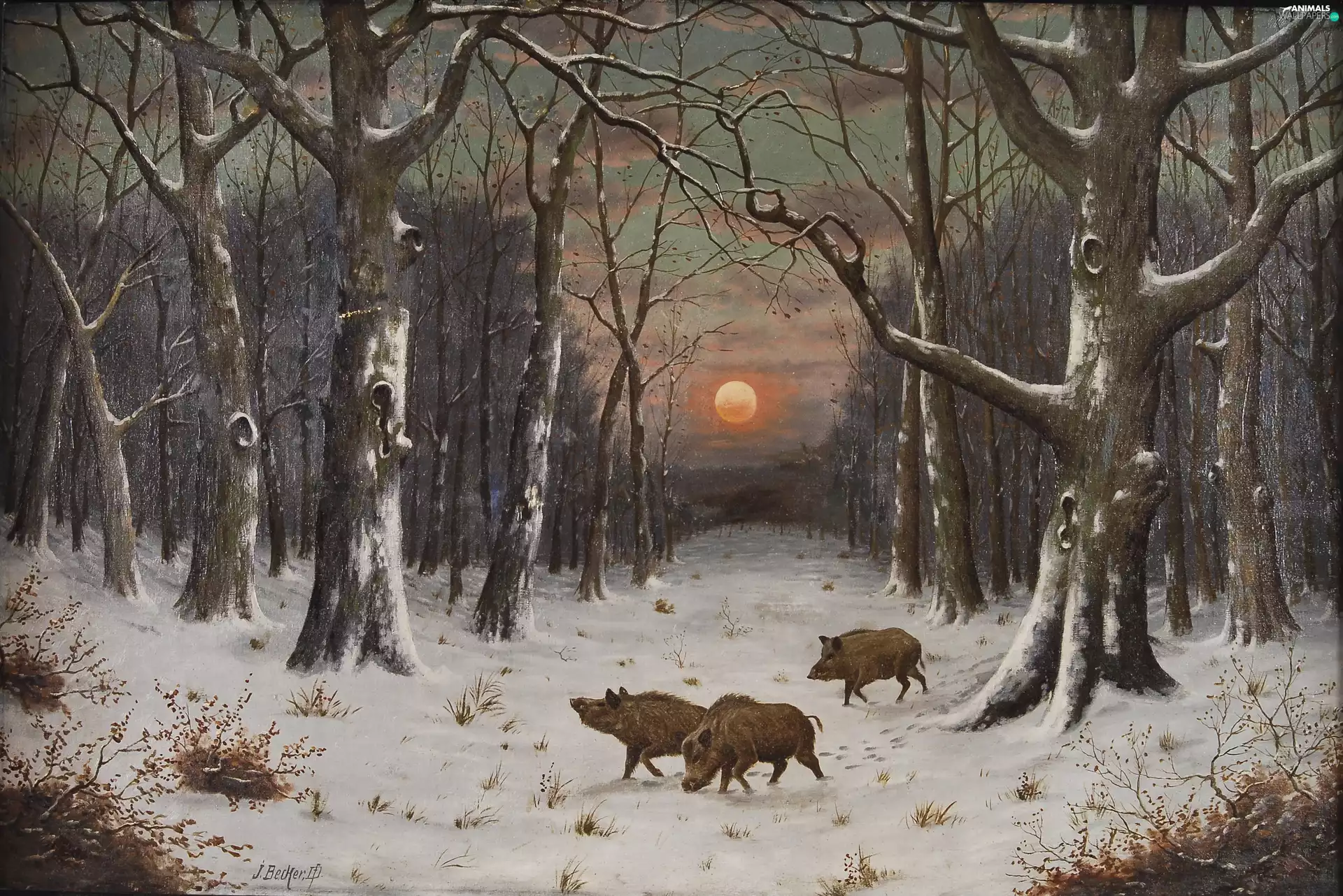 forest, west, copy, sun, winter, wild, Image