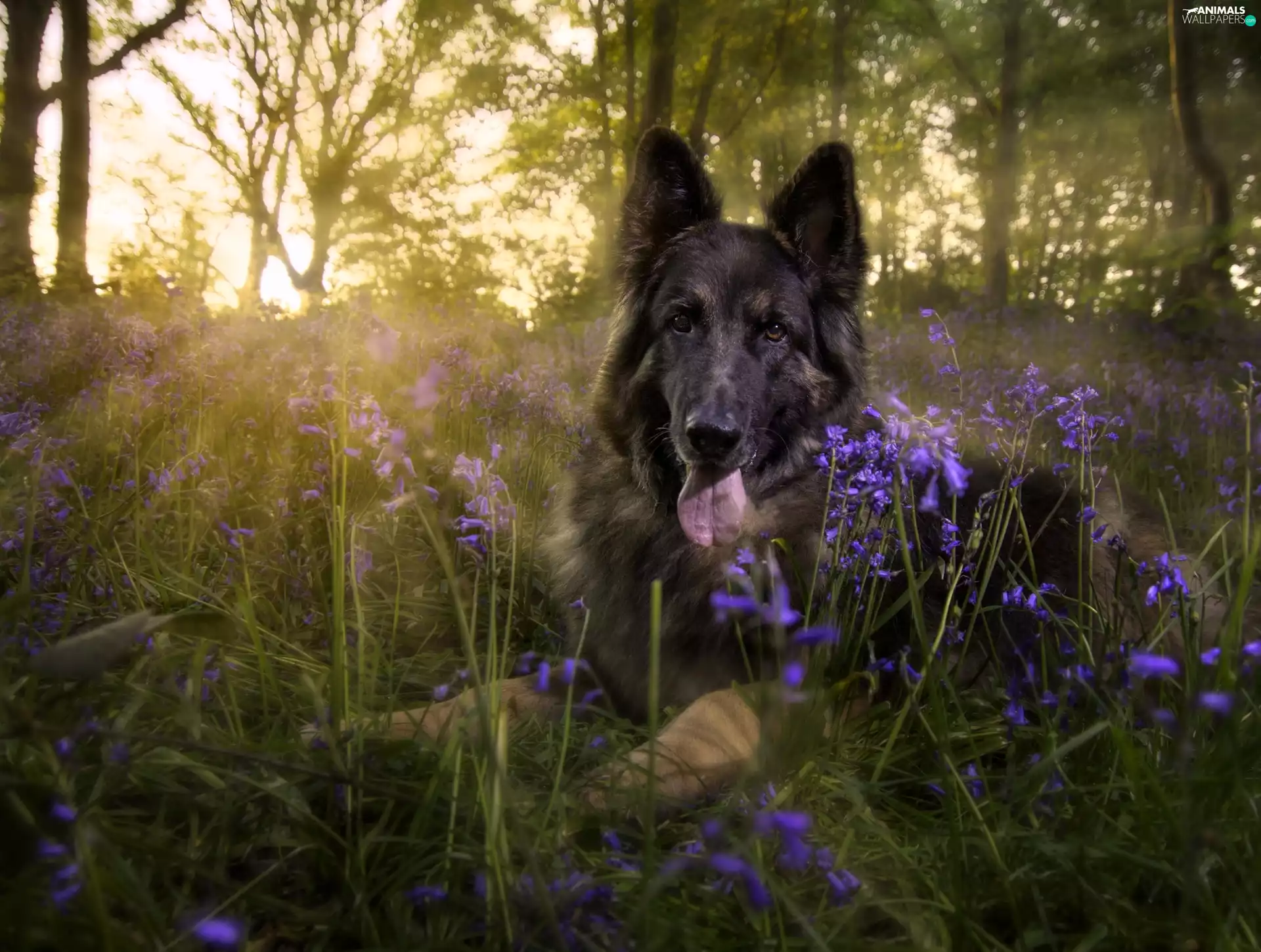 forest, sheep-dog, rays, german, dog, Flowers, sun