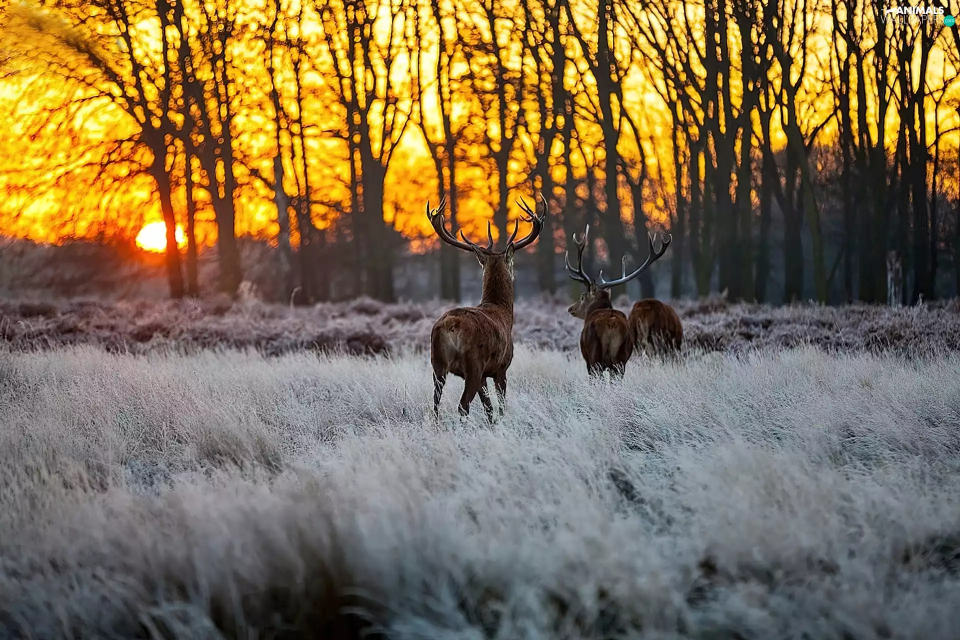 west, sun, forest, Meadow, Deer