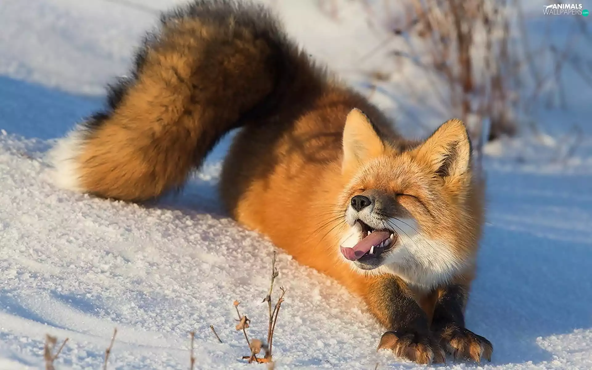 fox, snow, winter, sun