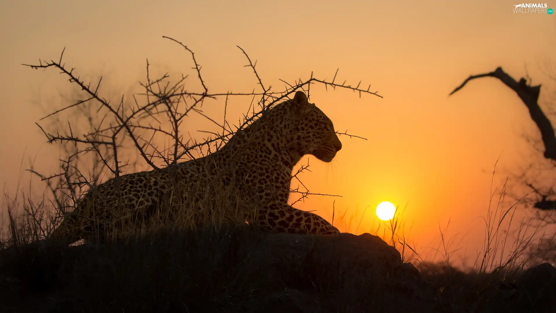 Leopards, Rocks, Bush, sun