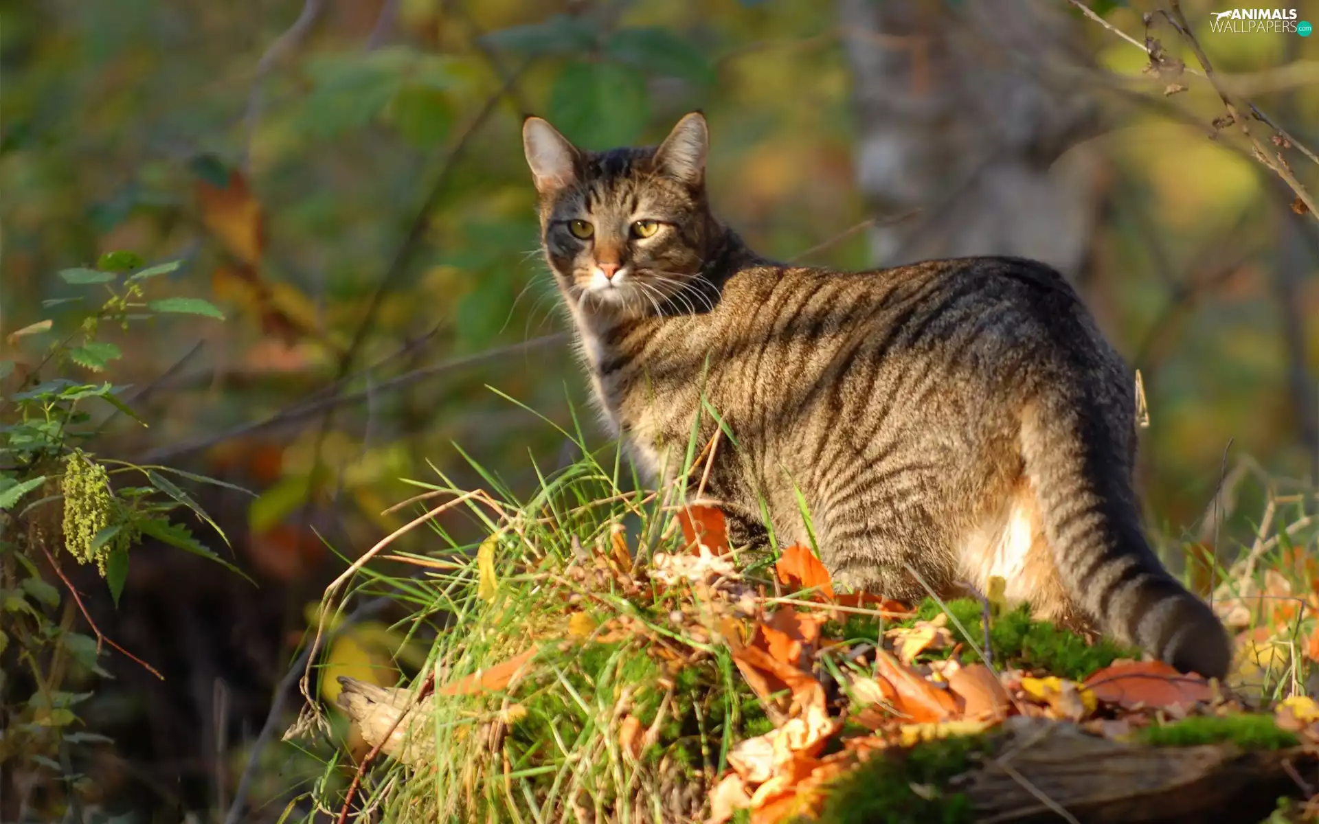 Leaf, Przebijające, luminosity, ligh, flash, grass, cat, sun