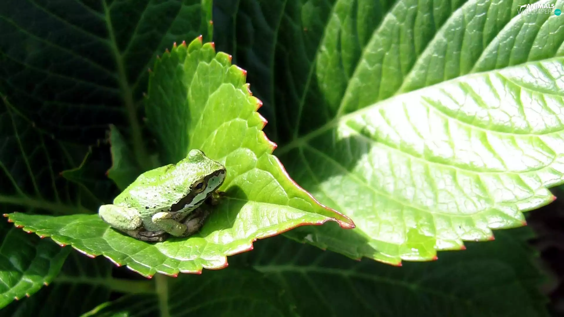 Leaf, Przebijające, luminosity, ligh, flash, frog, Green, sun