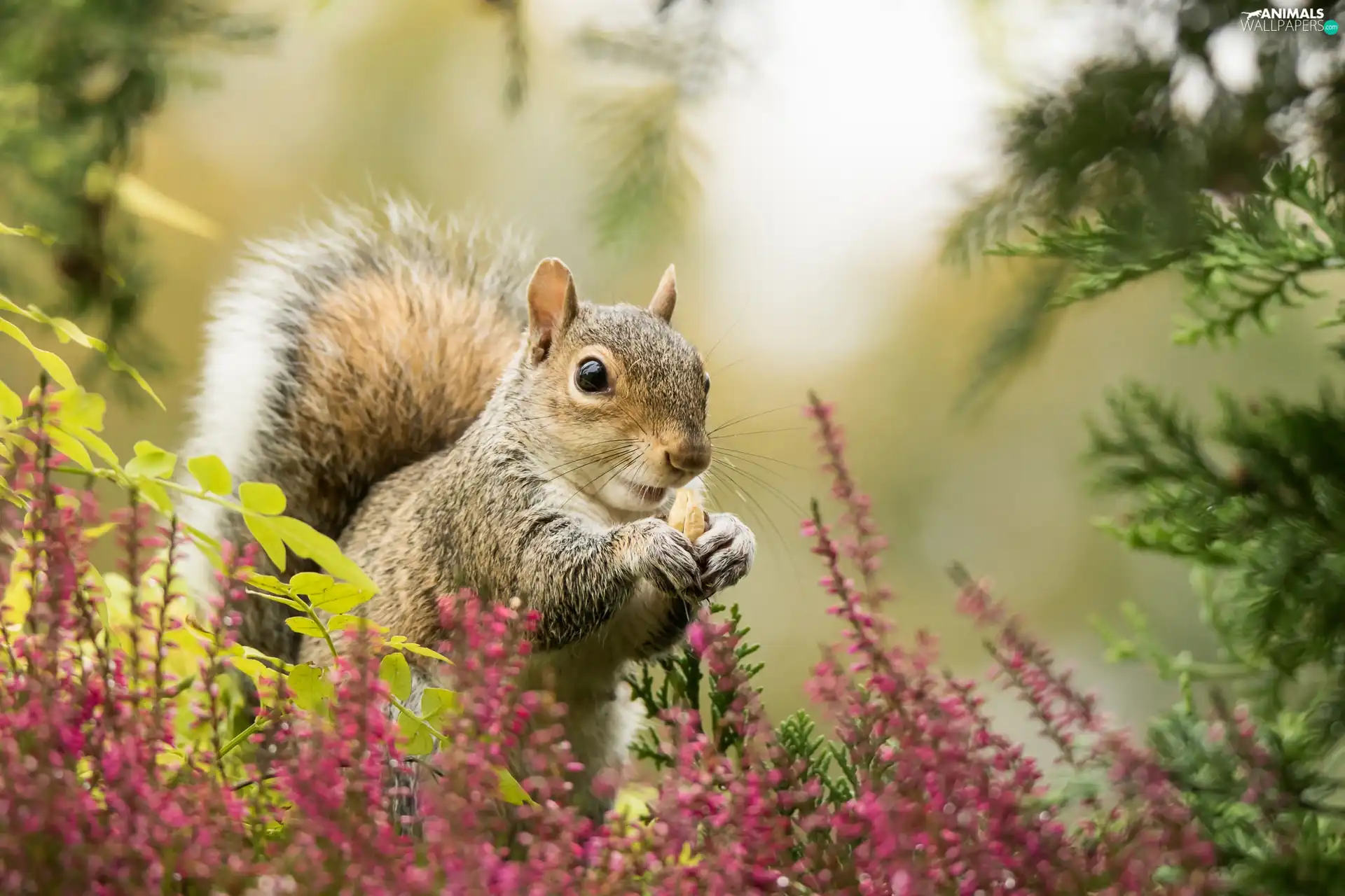 ligh, heathers, flash, trees, squirrel, sun, luminosity