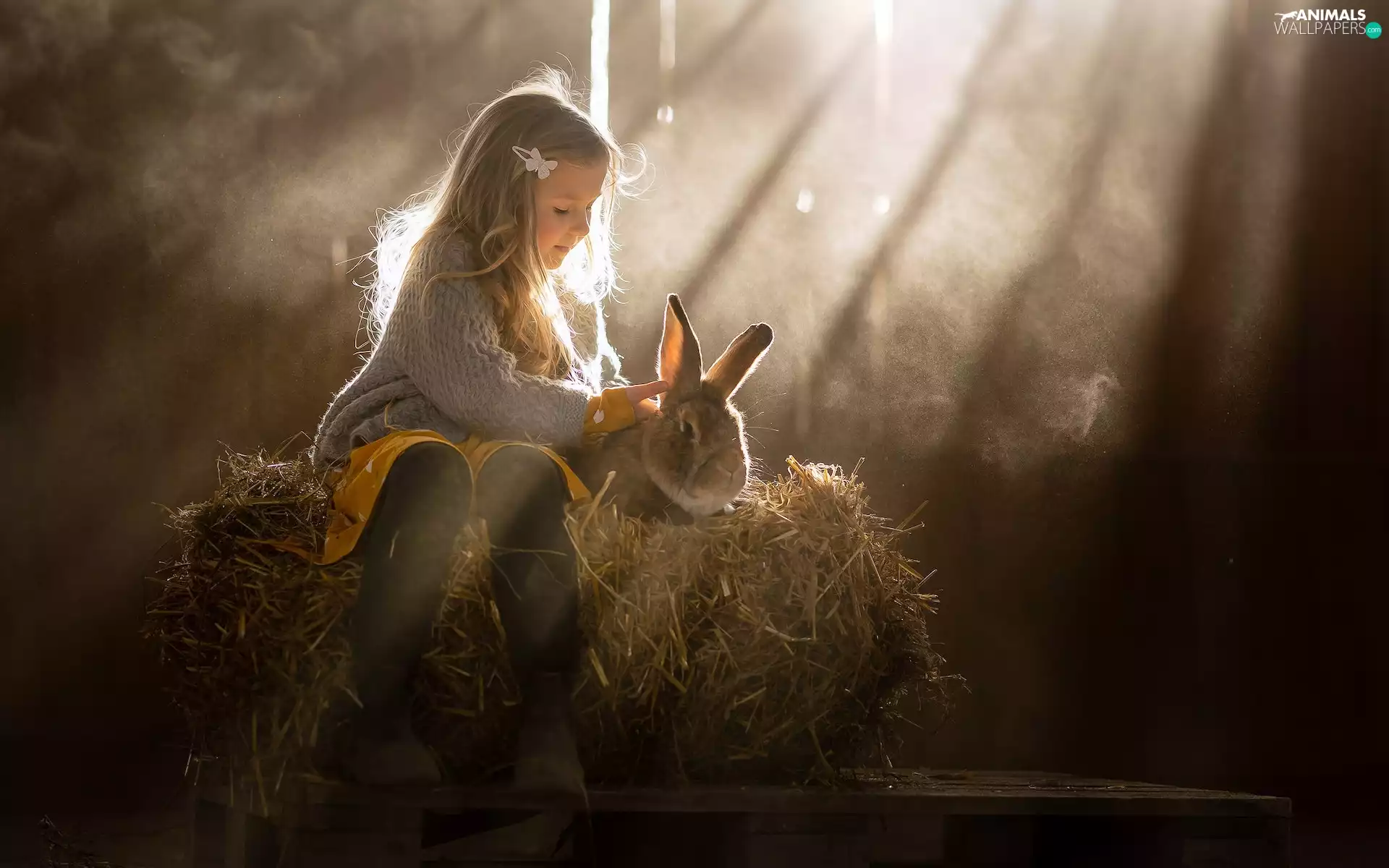 rays of the Sun, girl, Rabbit