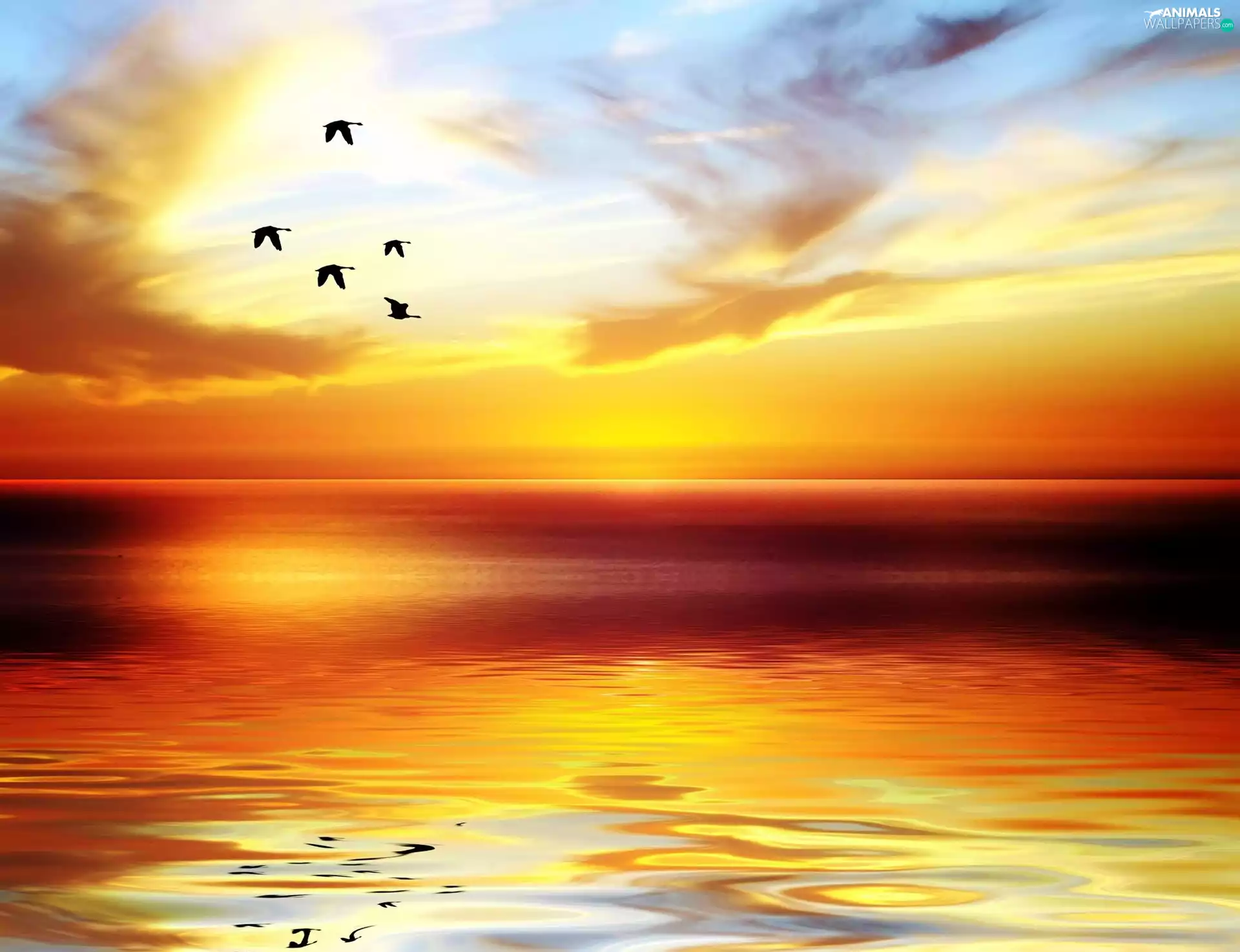 west, sea, birds, sun