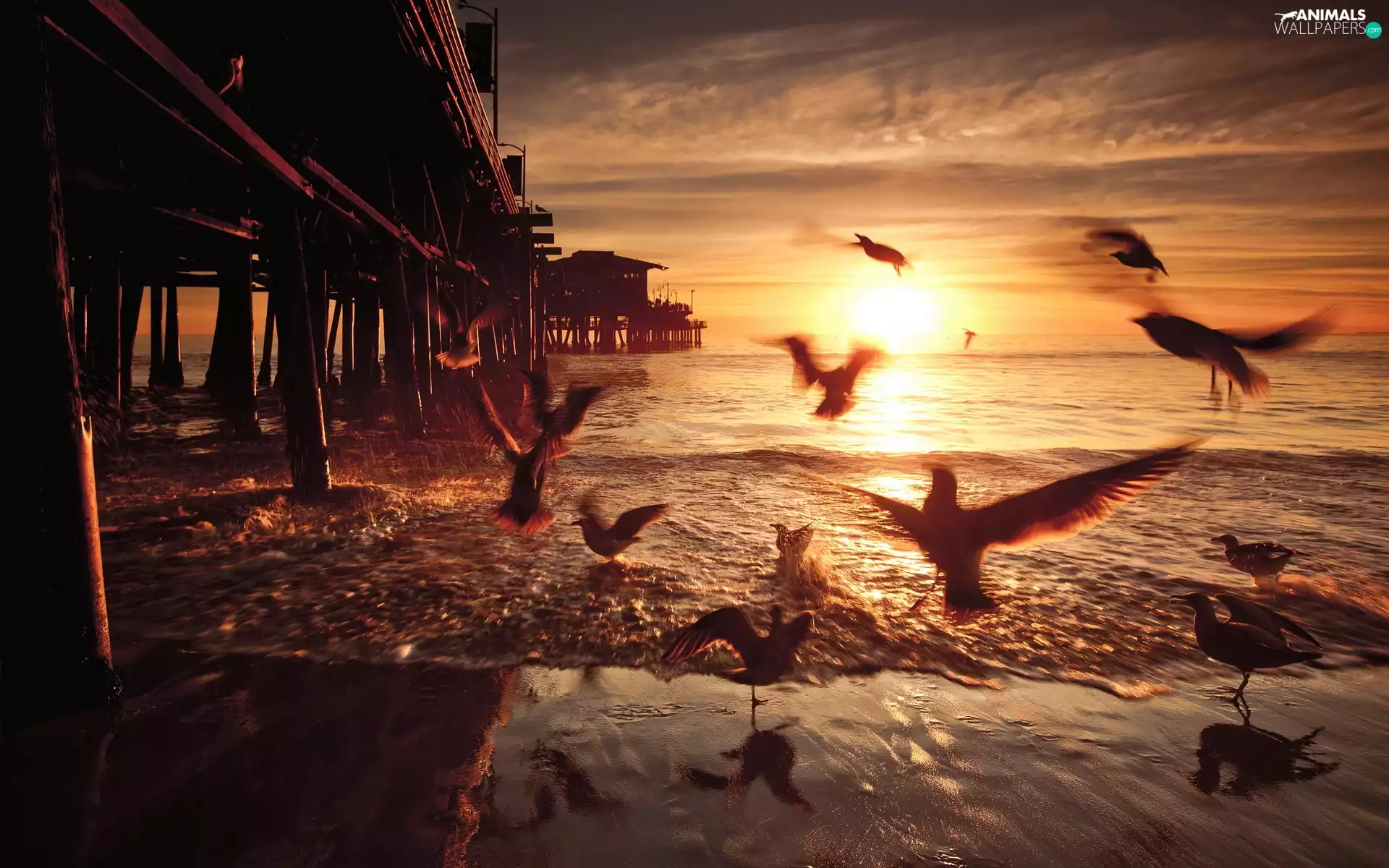 west, sea, birds, sun