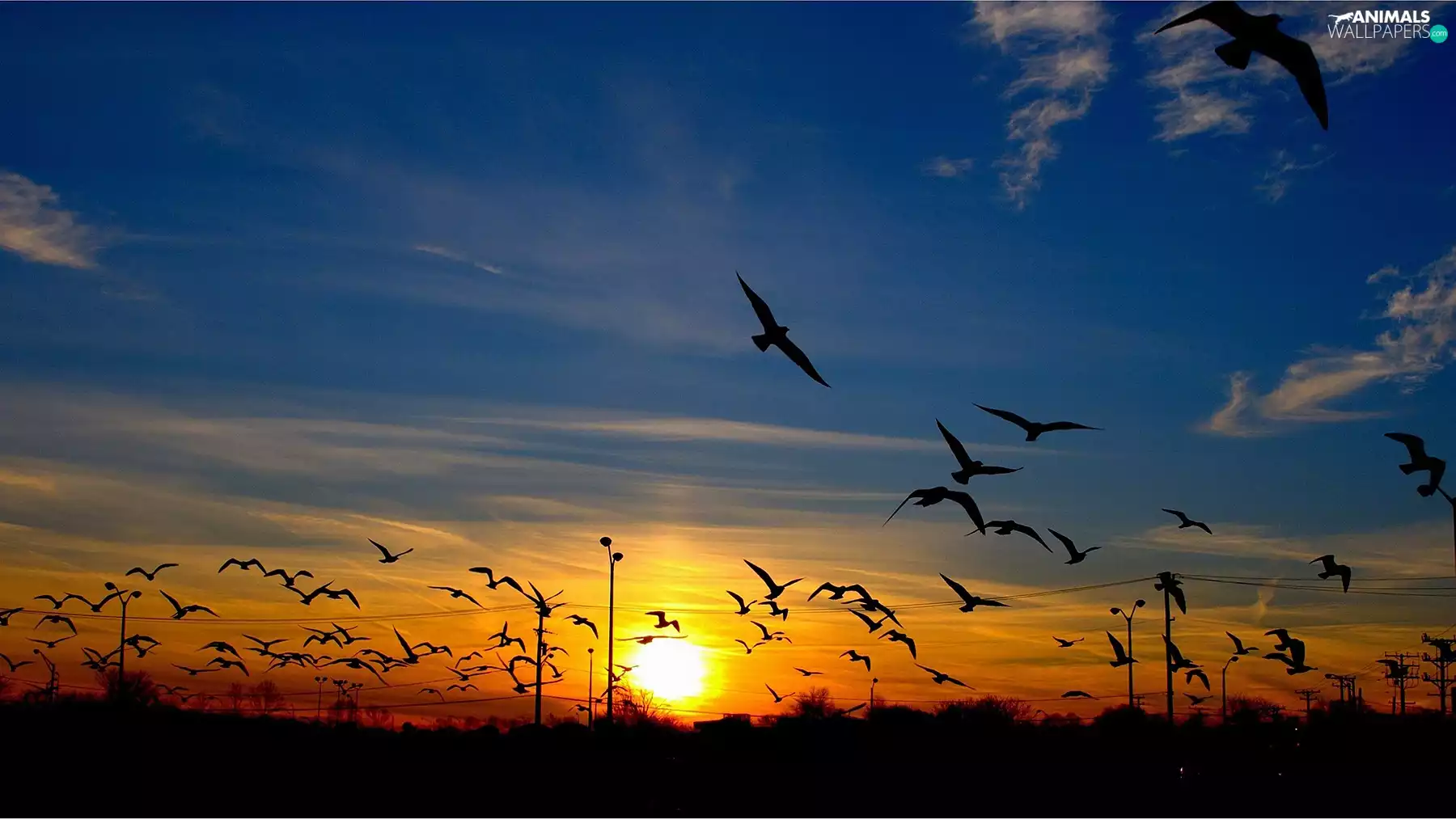 west, Sky, birds, sun