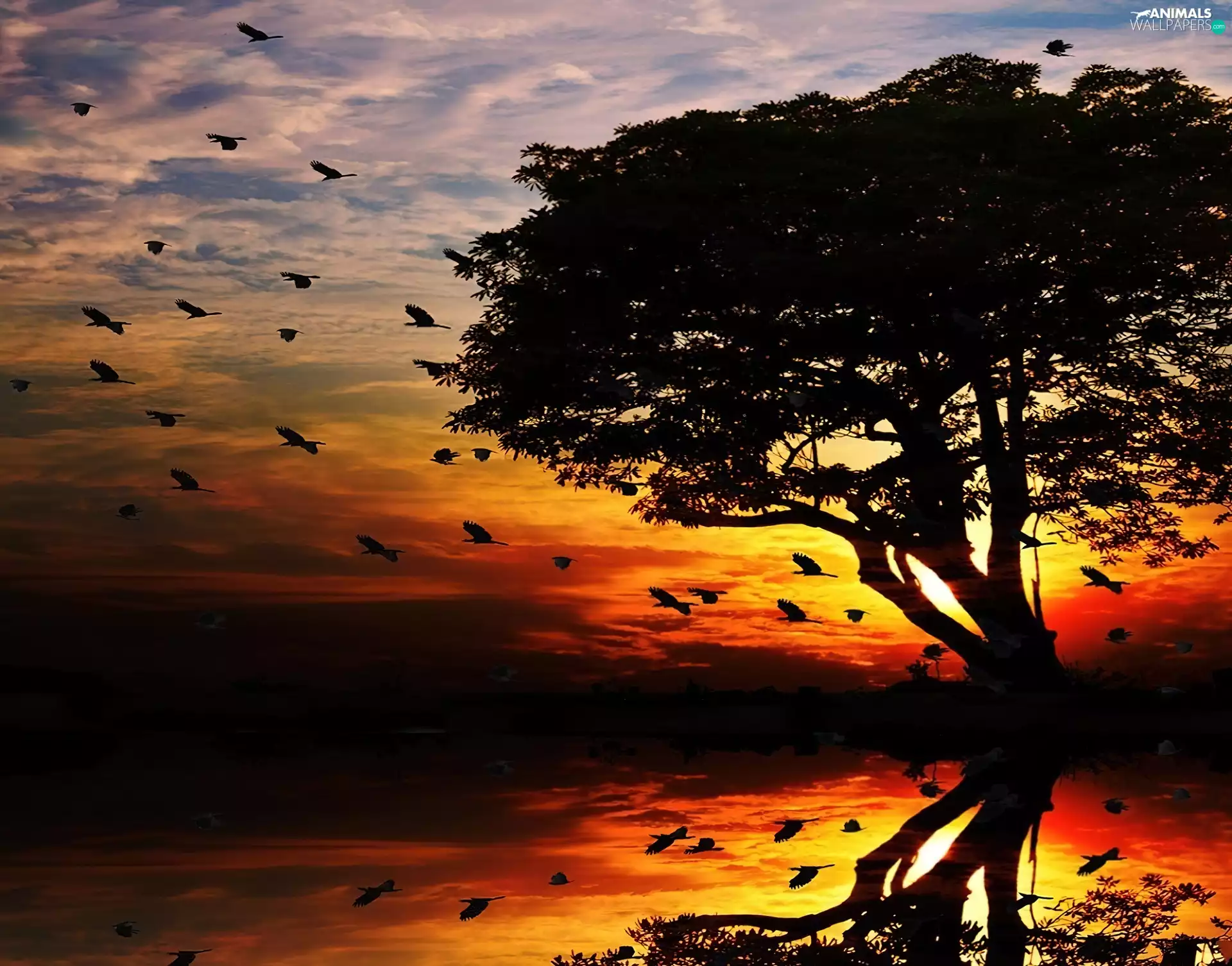 west, trees, birds, sun