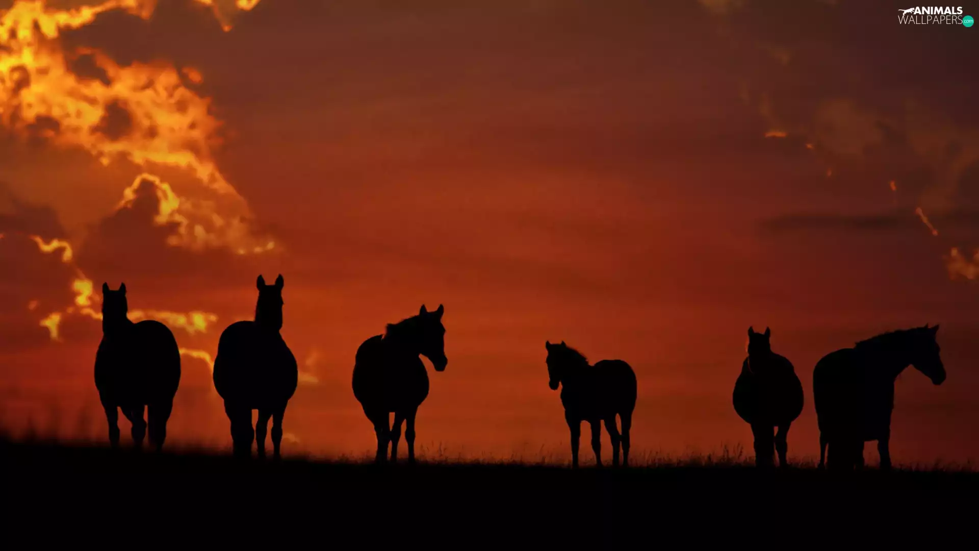 sun, bloodstock, west