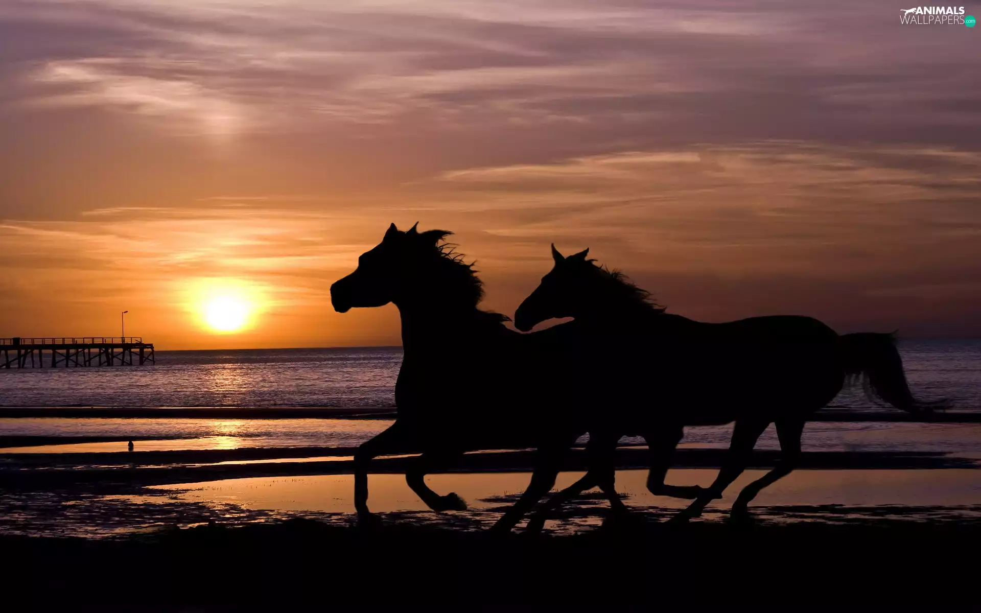 Two cars, bloodstock, sun, sea, west