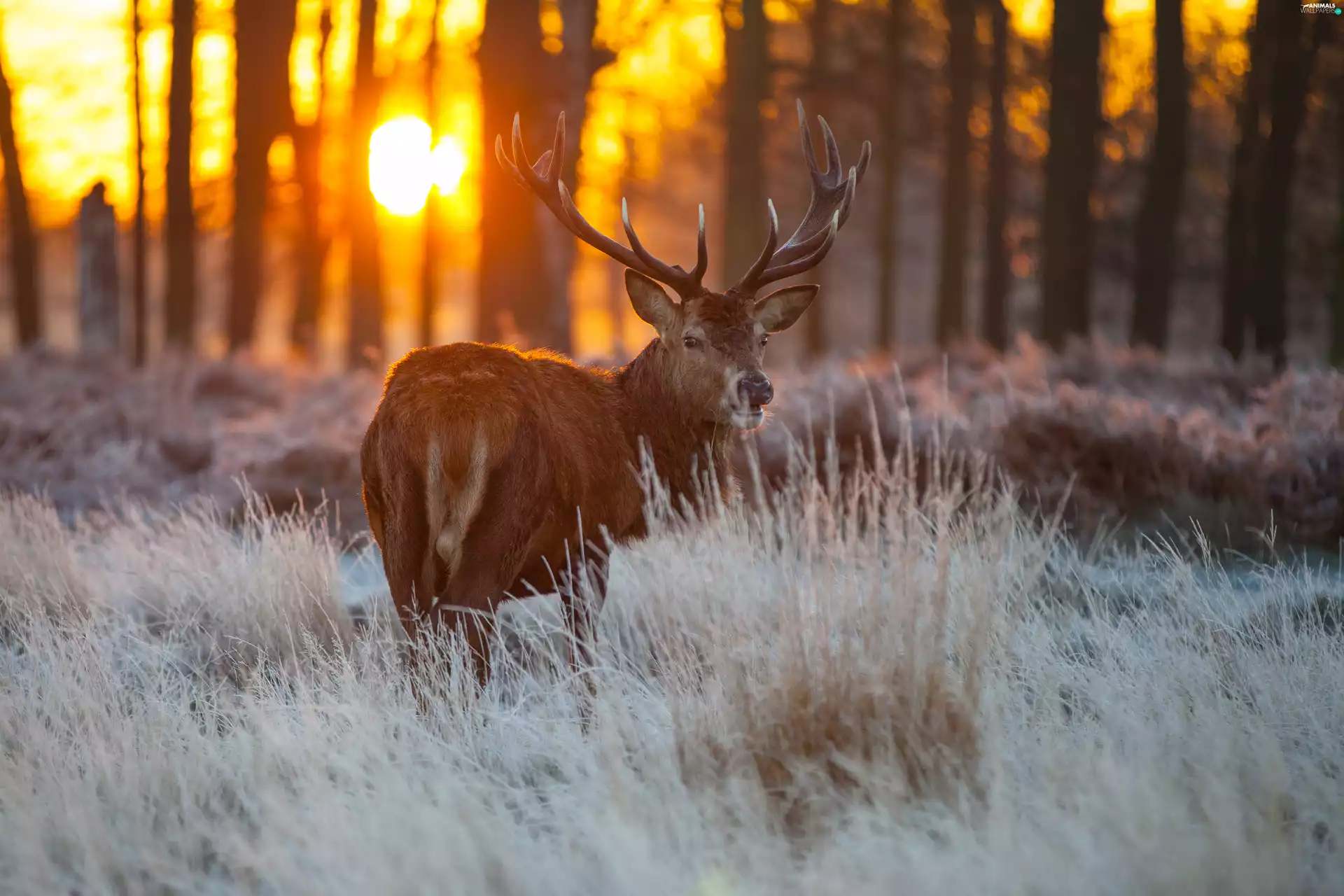 west, forest, deer, sun