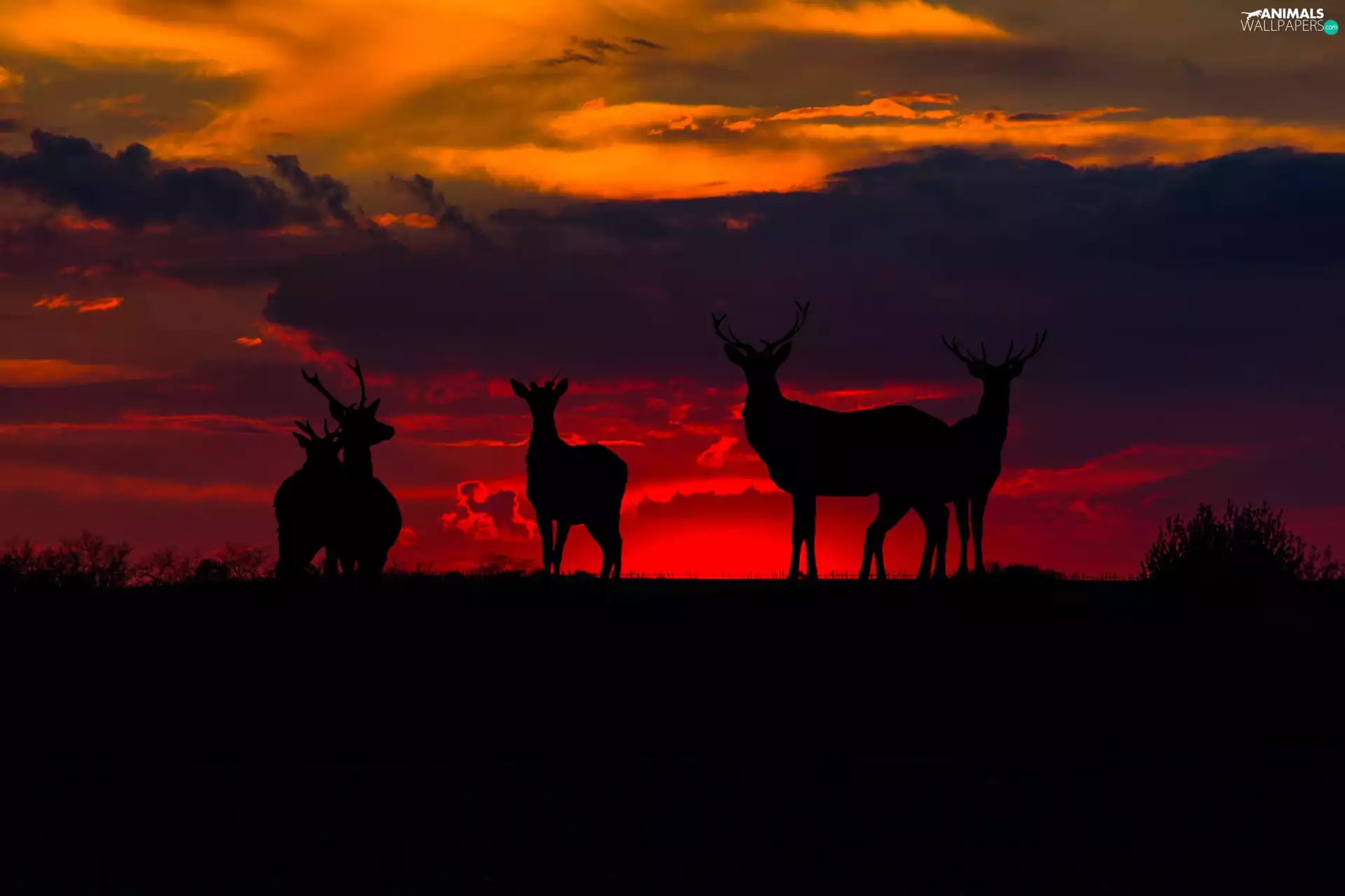 sun, Deer, west