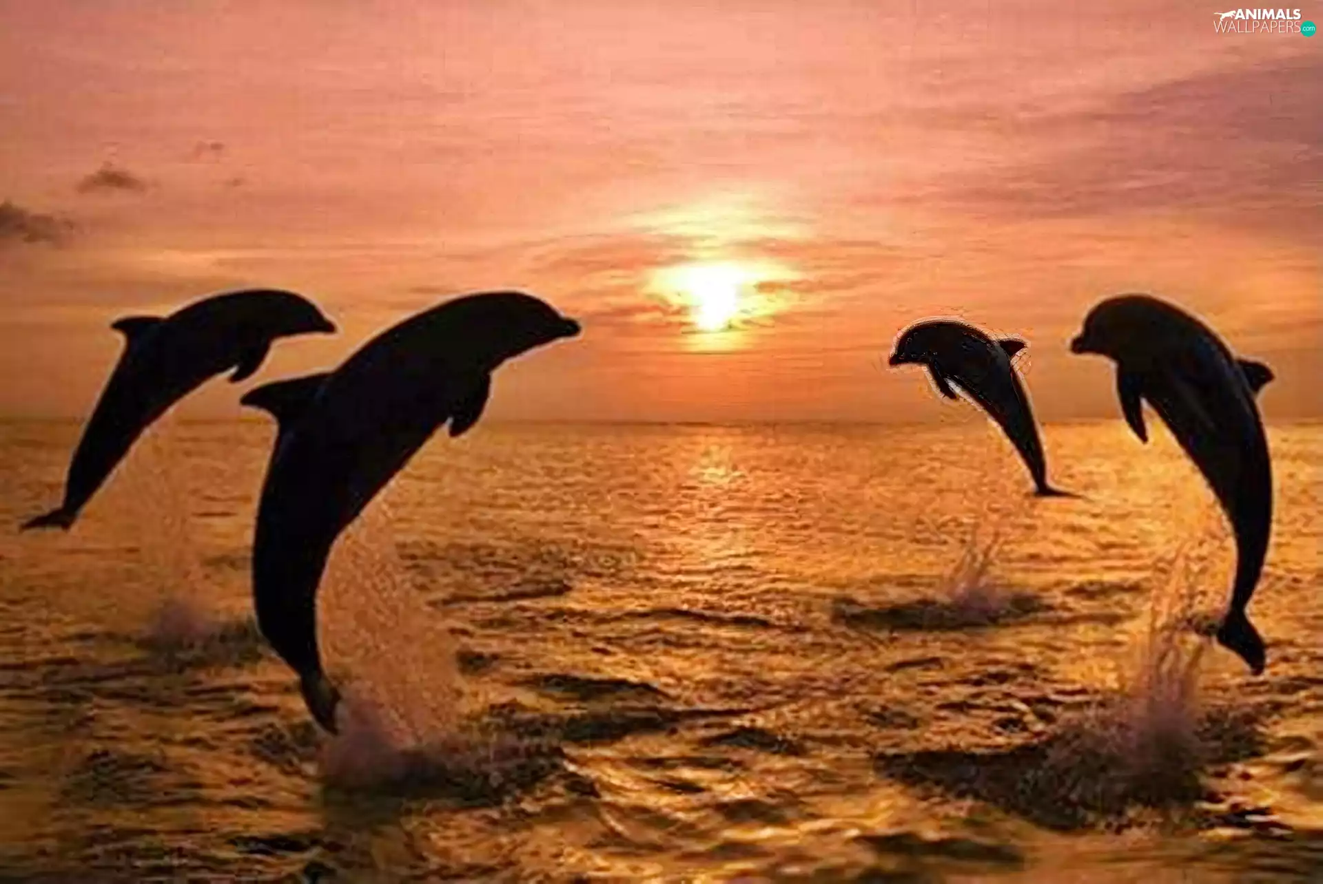 west, sea, dolphins, sun