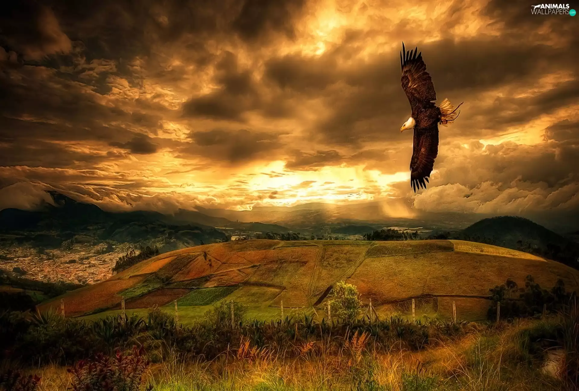 west, field, eagle, sun