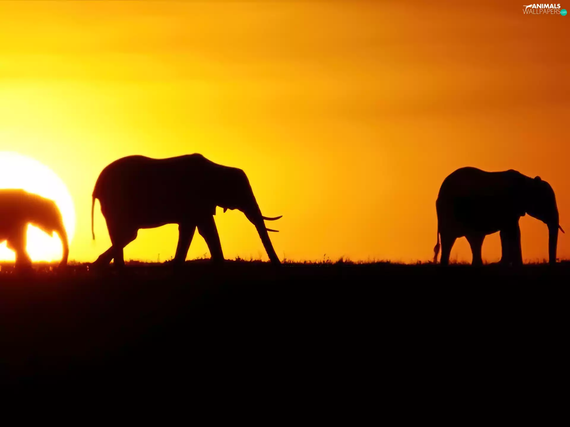 west, marching, Elephants, sun