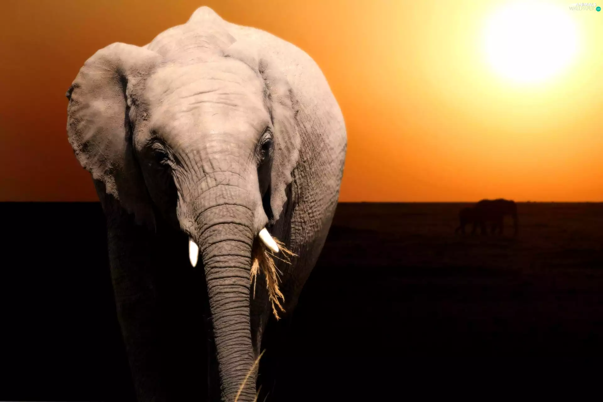 west, savanna, Elephants, sun