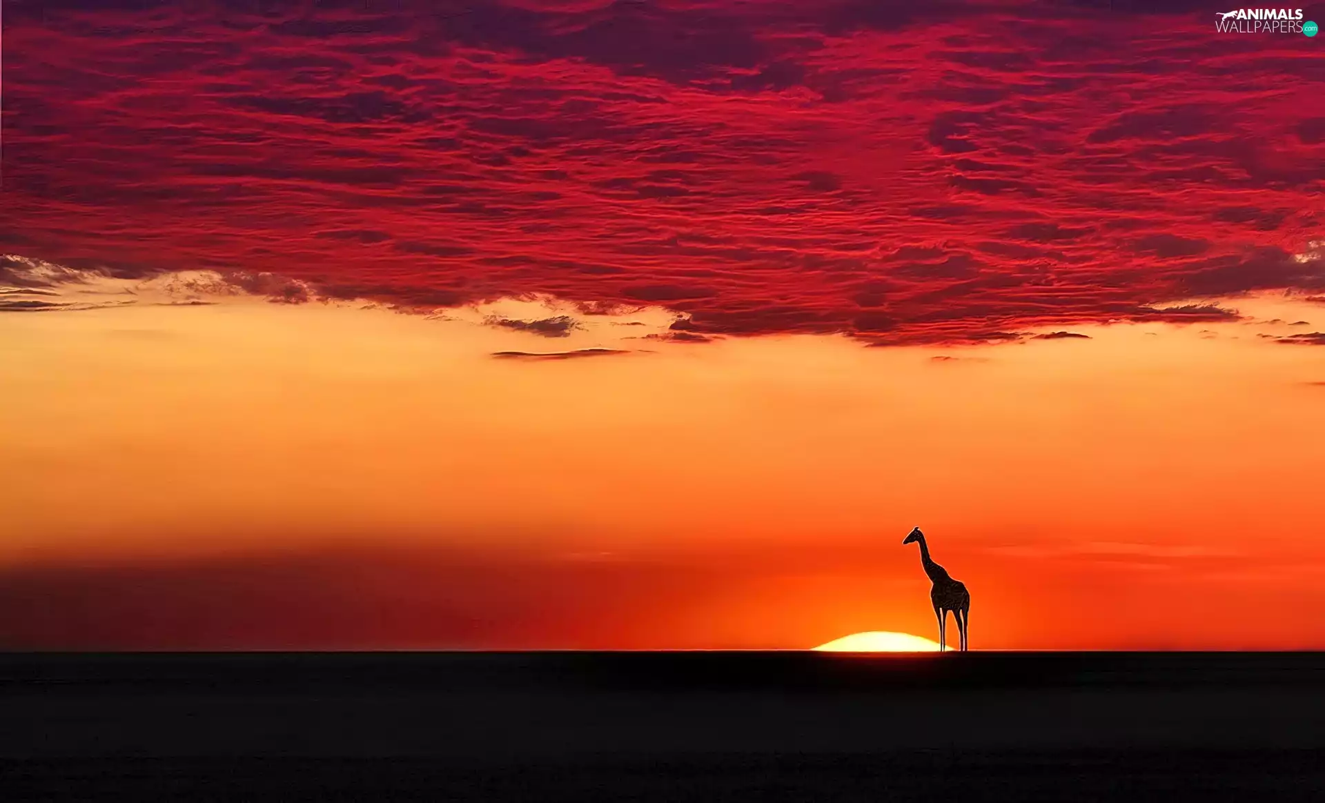 sun, giraffe, west
