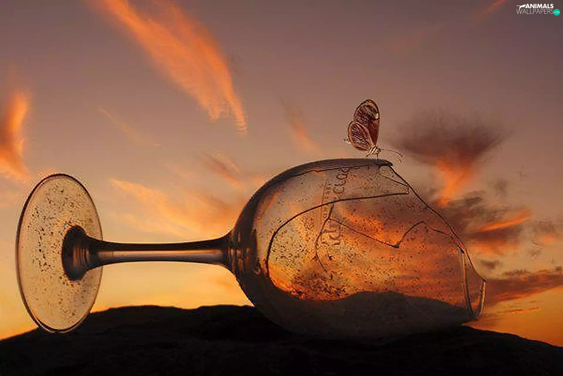 west, butterfly, glass, sun