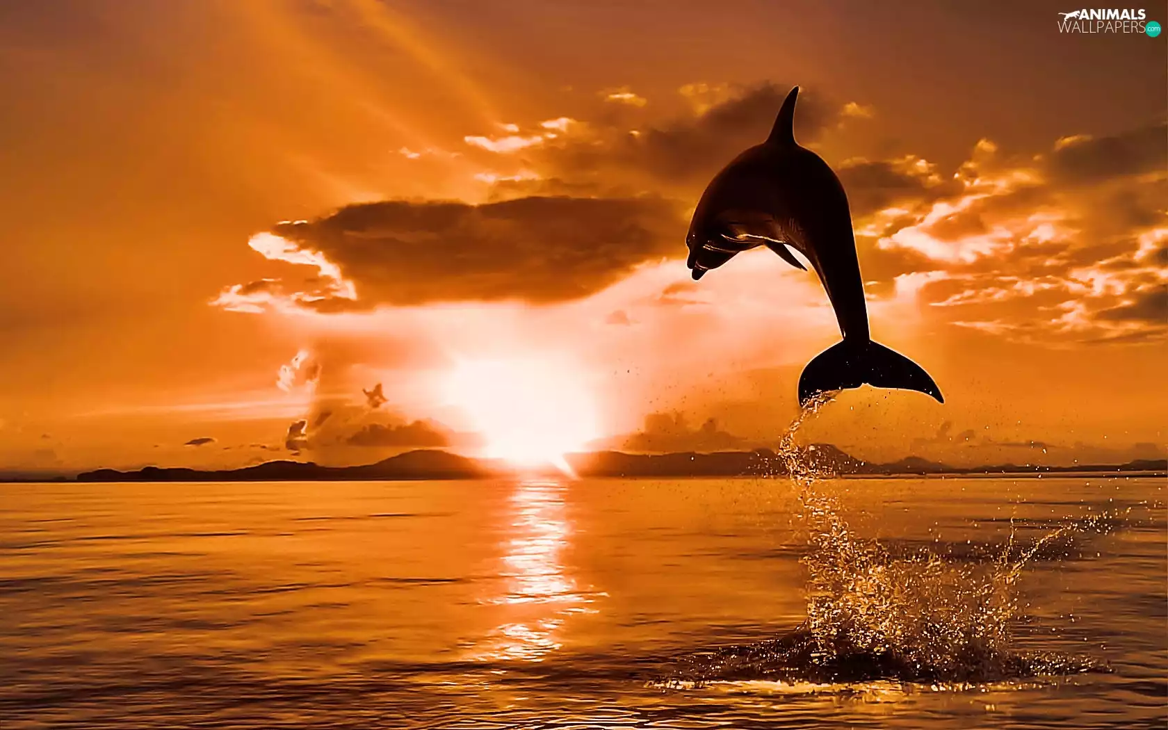 west, dolphin, jump, sun