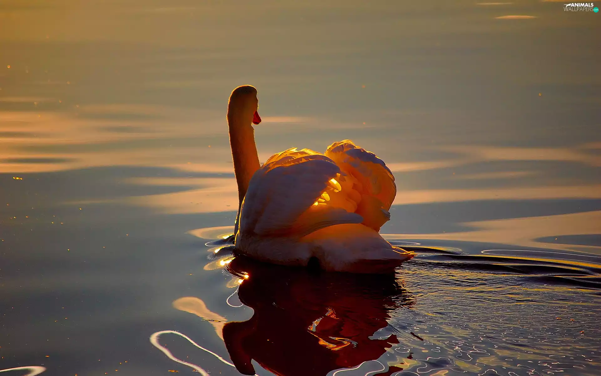 sun, swan, west