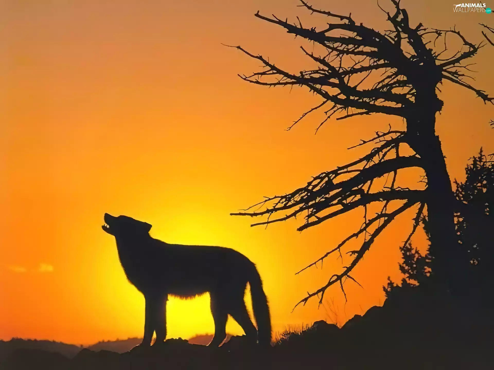 sun, Wolf, west