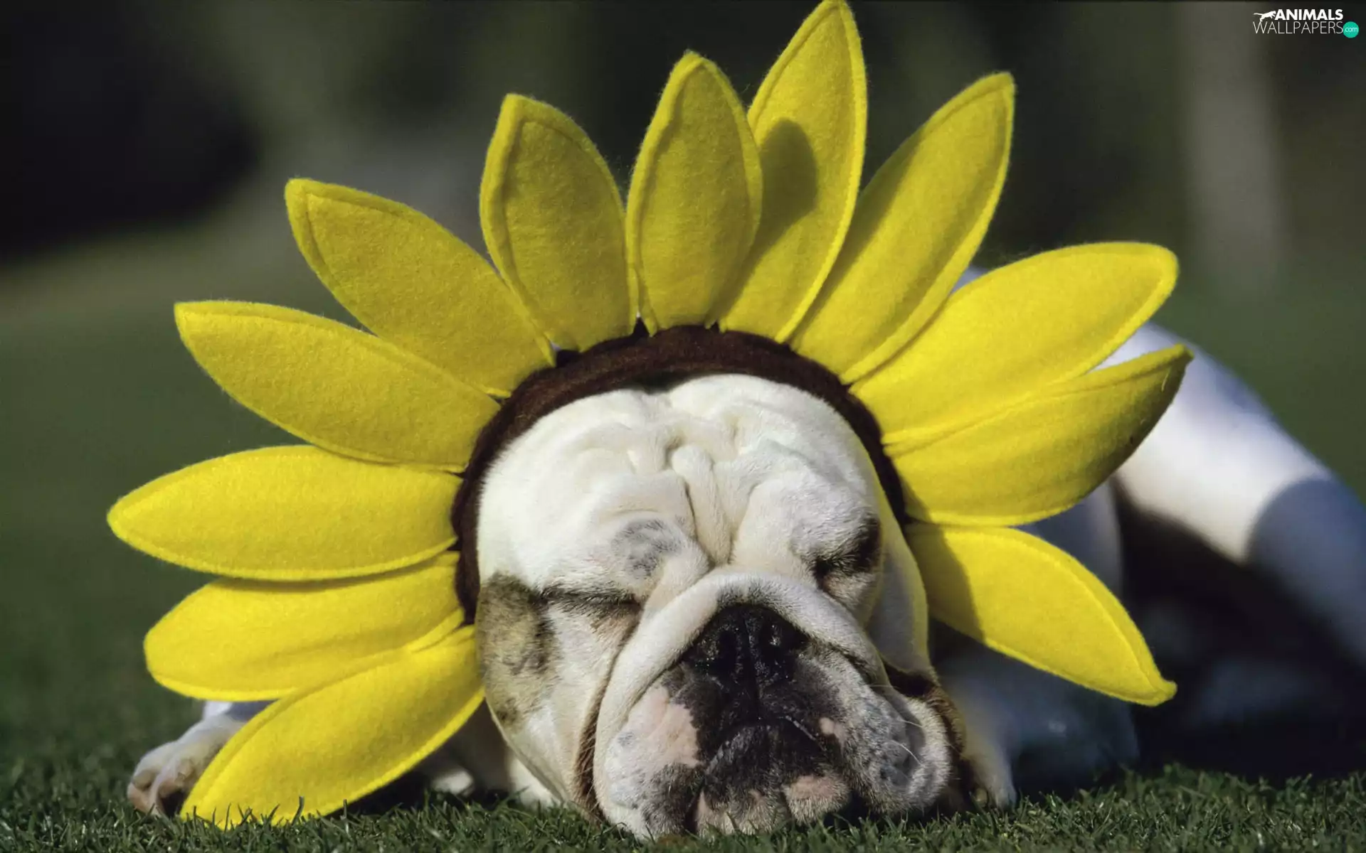 Sunflower, dog, Band