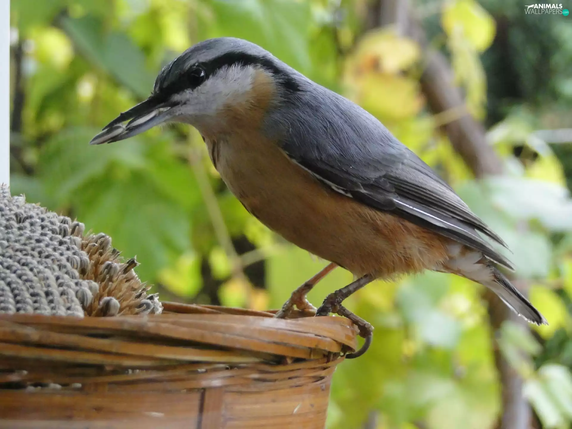 Seeds, sunflower, birdies, basket, pretty
