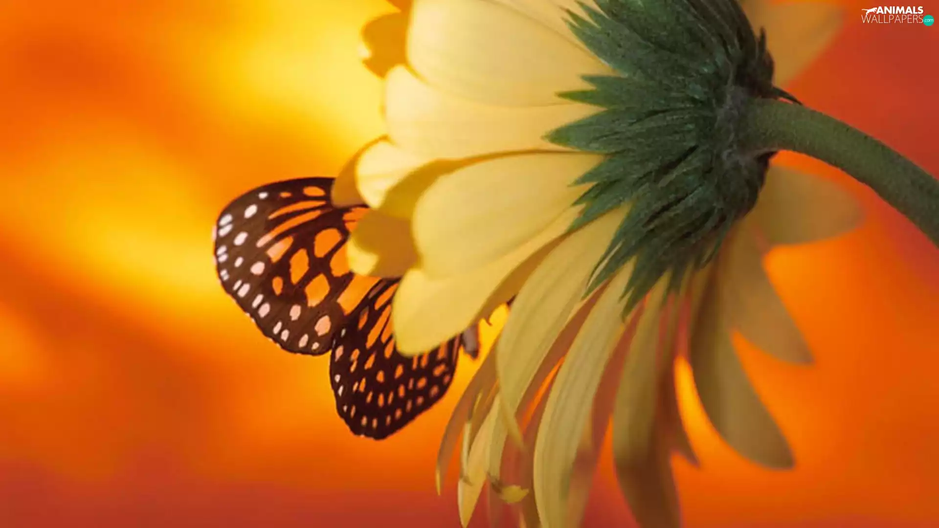 Sunflower, butterfly