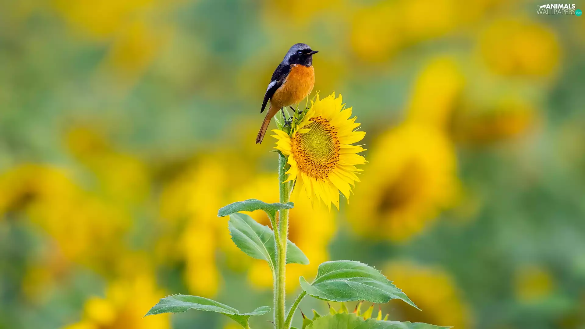 Bird, Colourfull Flowers, Sunflower, Redstart Chinese