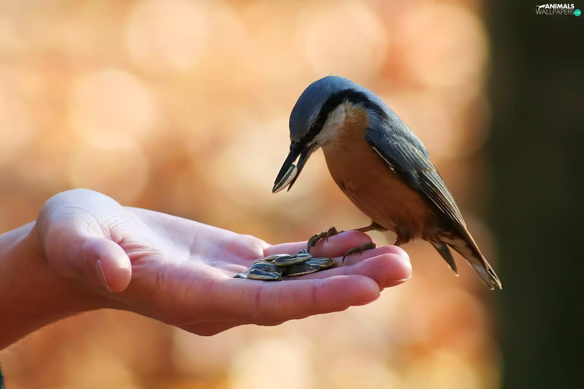 seeds, sunflower, Kowalik, hand, birdies