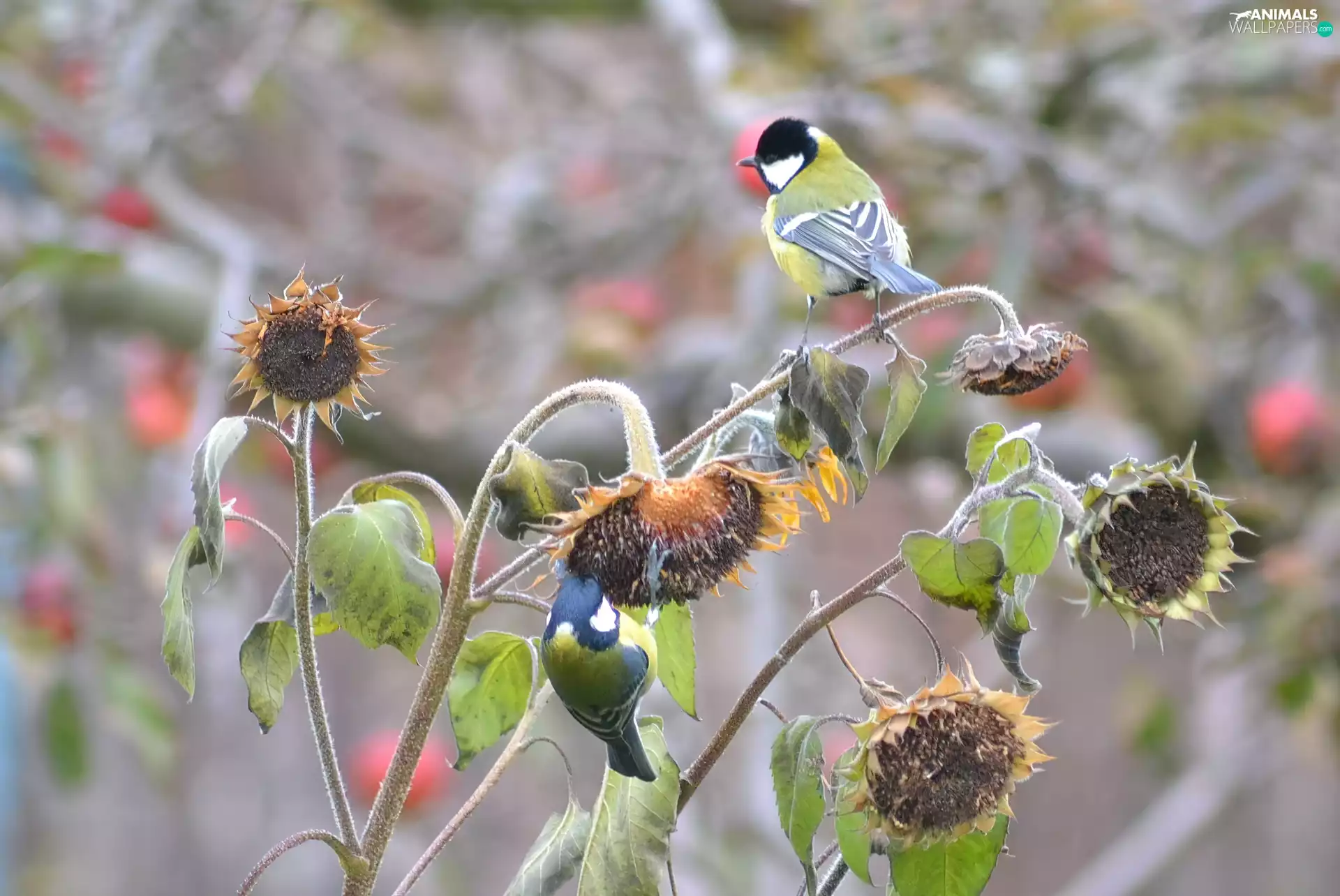sunflowers, Chickadees, an