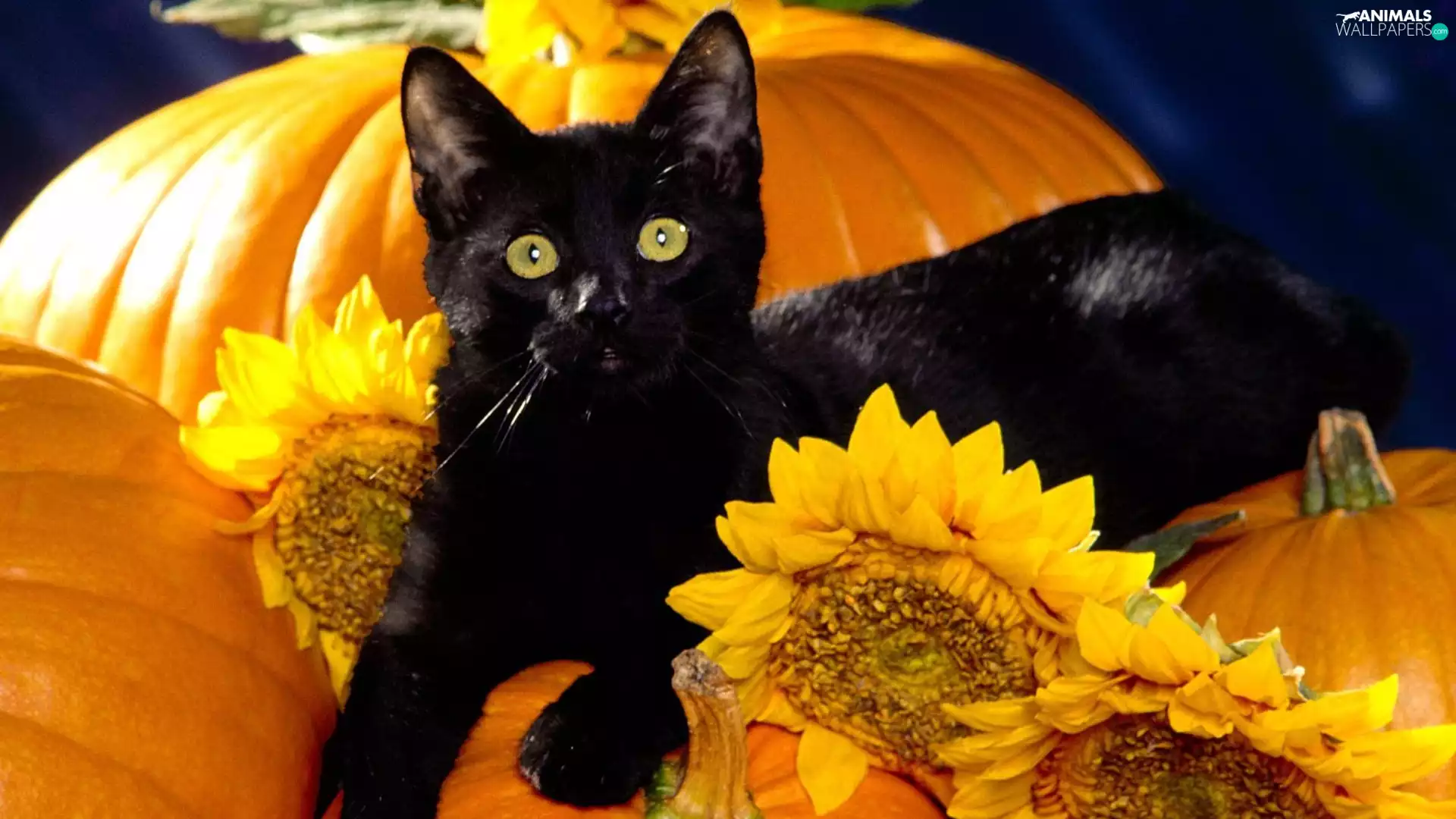 cat, pumpkin, Nice sunflowers, Maine Coon