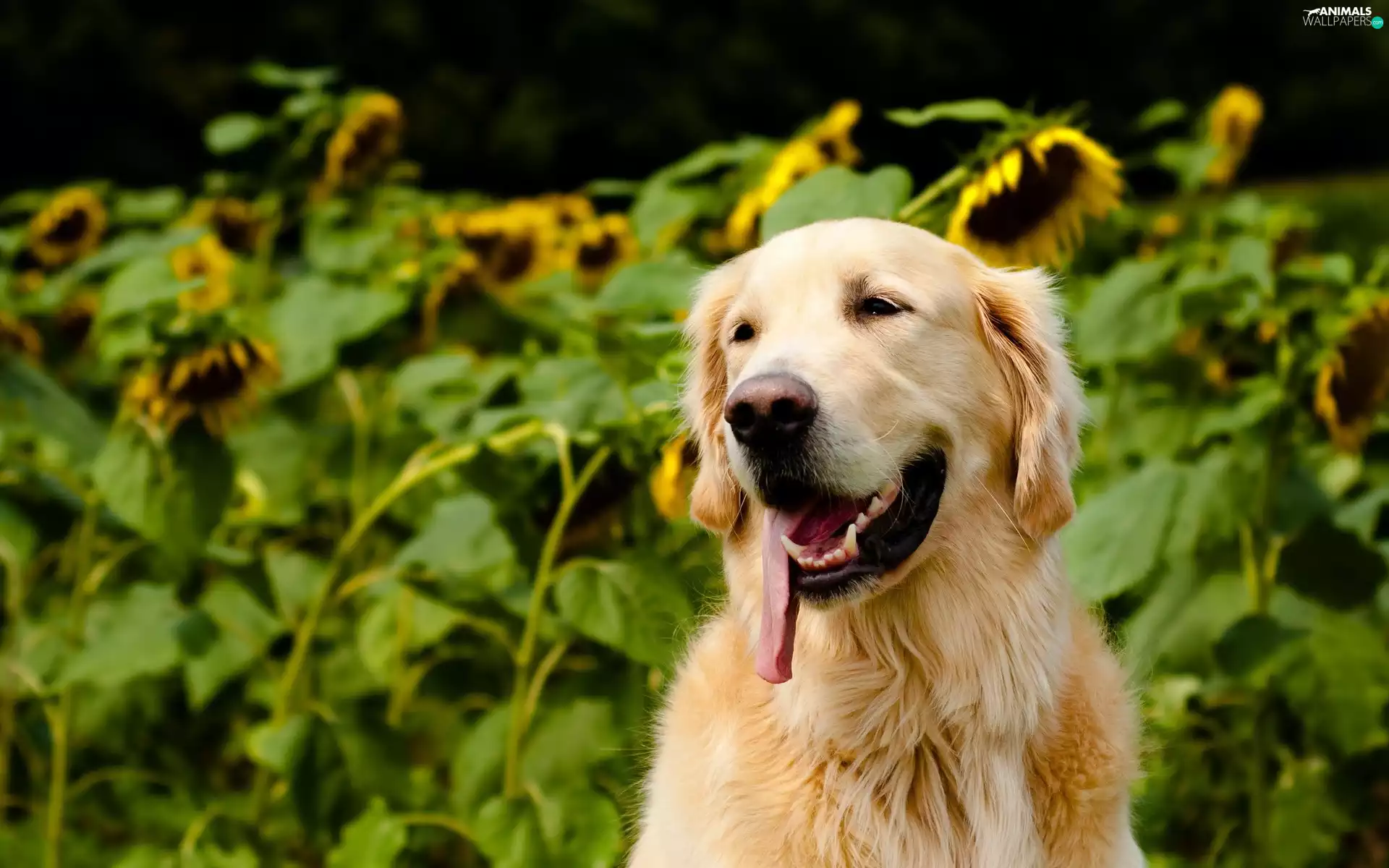Nice sunflowers, Golden Retriever, tongue