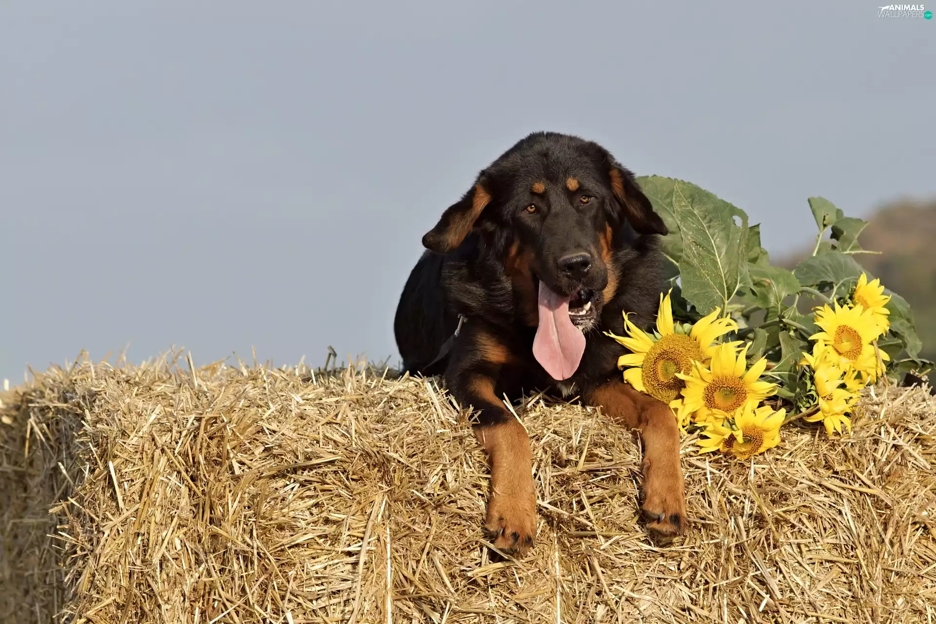 brick, mastiff, Hay, Bale, dog, straw, Nice sunflowers