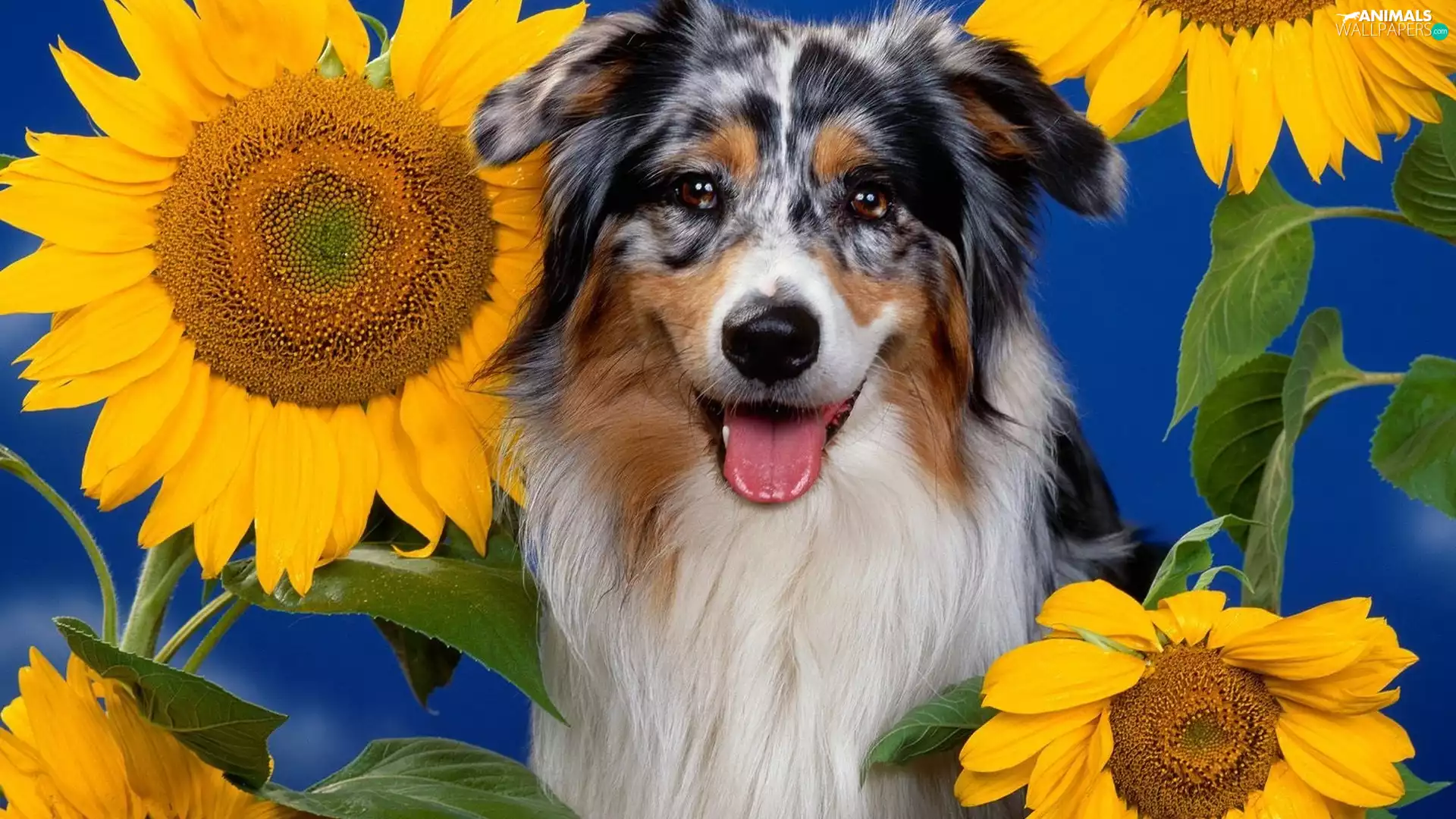 Australian Shepherd, Nice sunflowers, Australian Shepherd