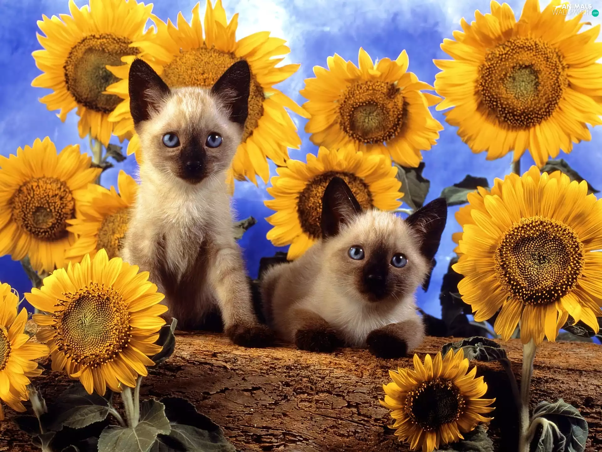 Nice sunflowers, Two cars, cats