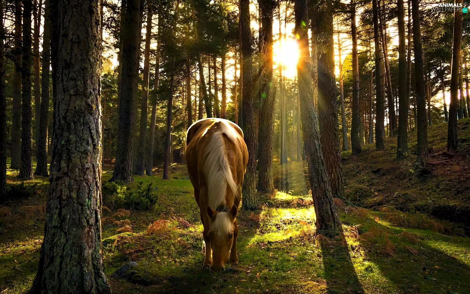 Sunrise, Horse, forest