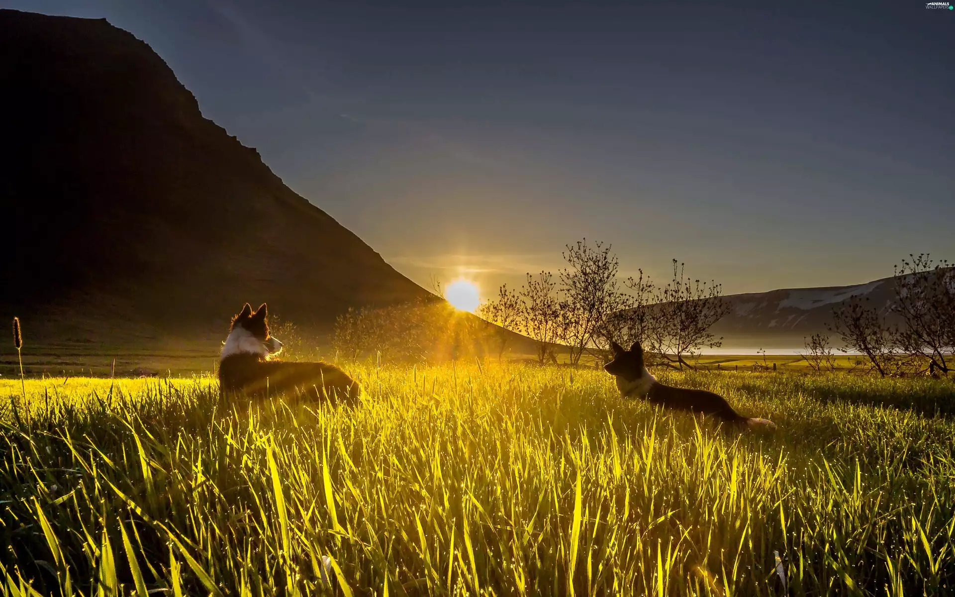 grass, mountains, dawn, Sunrise, Dogs, Valley