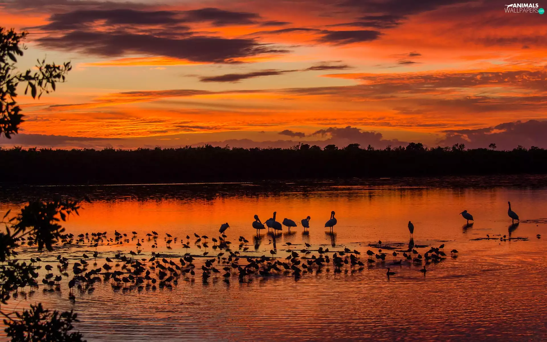 birds, clouds, Great Sunsets