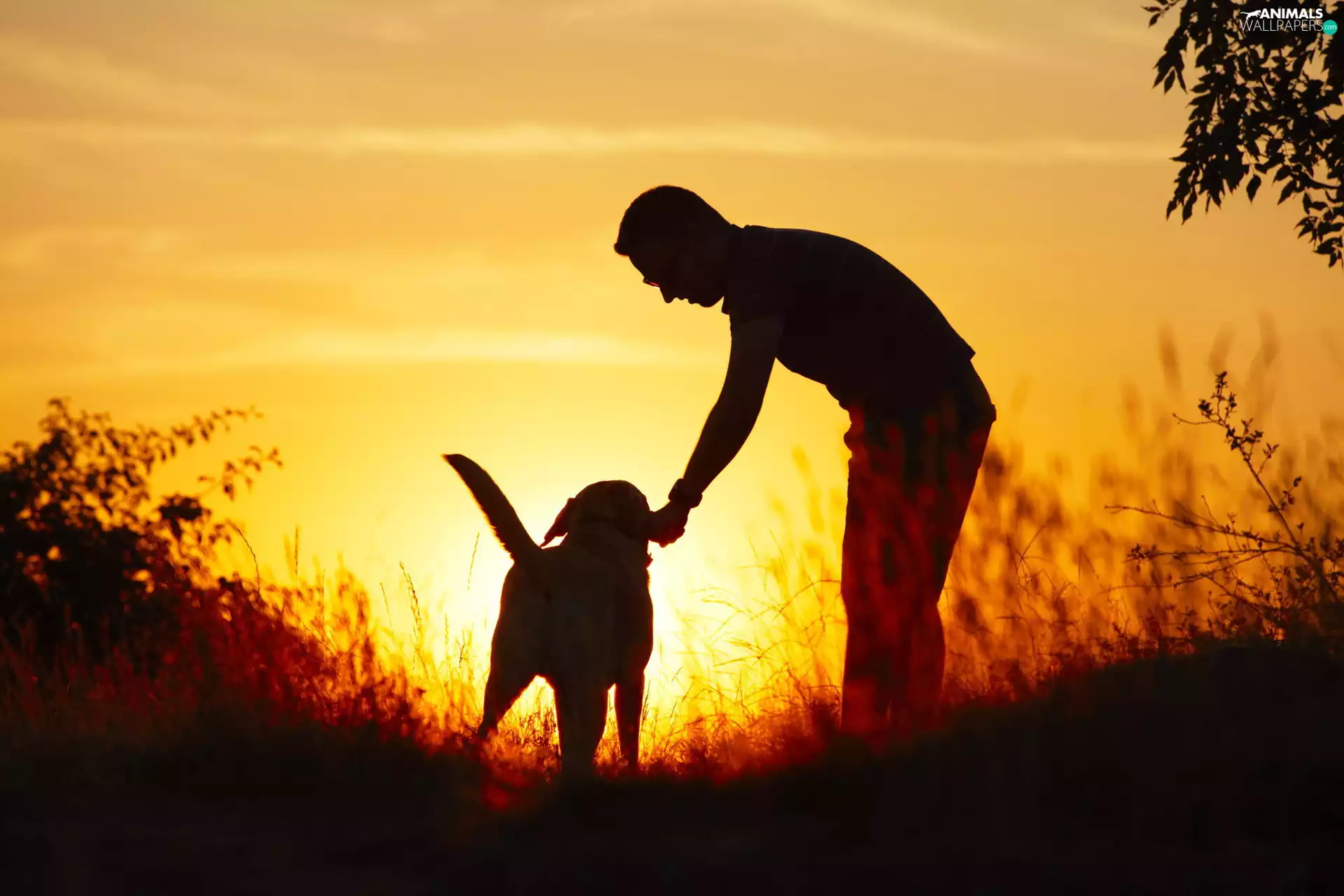 a man, Great Sunsets, grass, dog